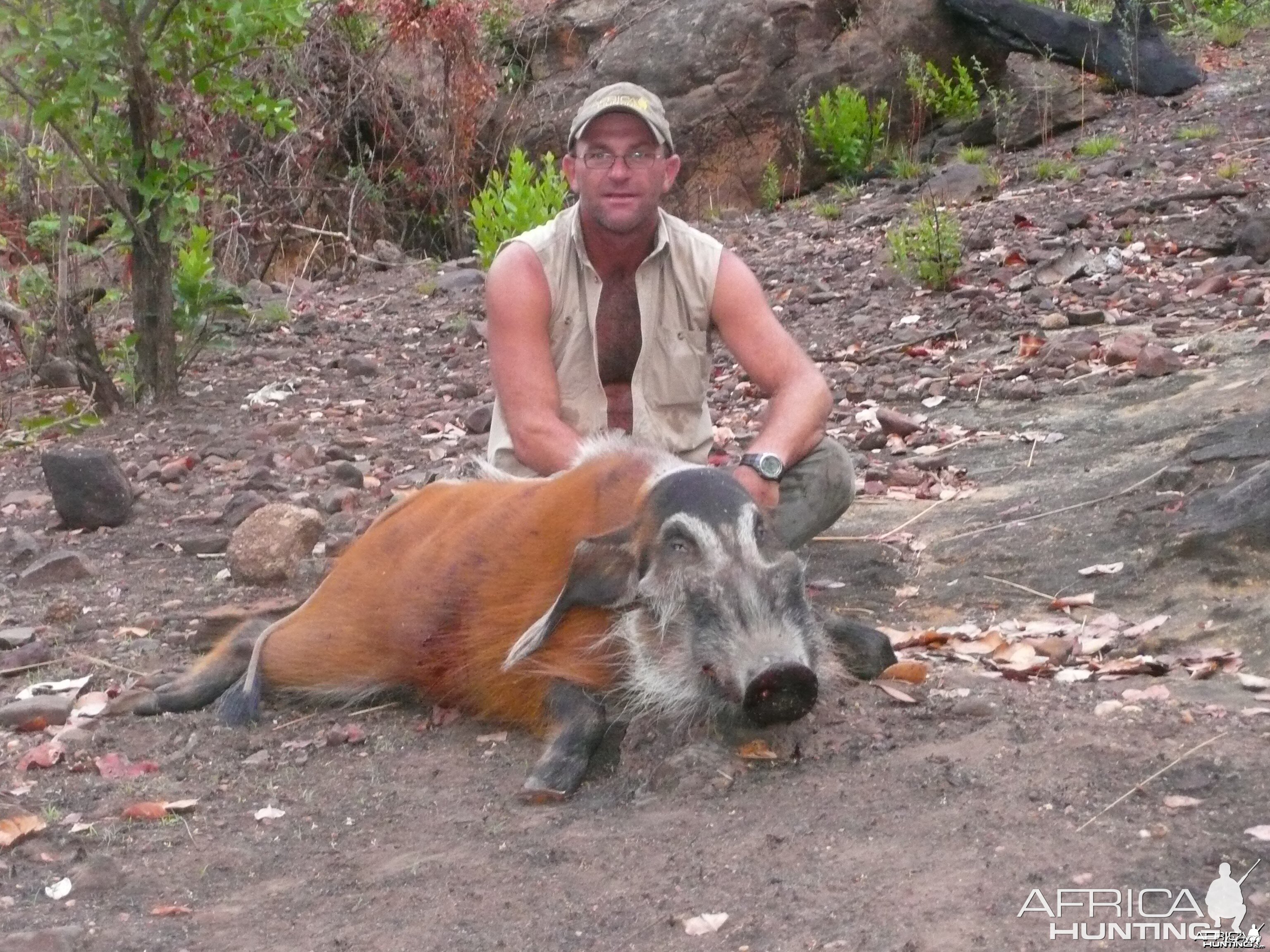 Red River Hog 66kg hunted in CAR