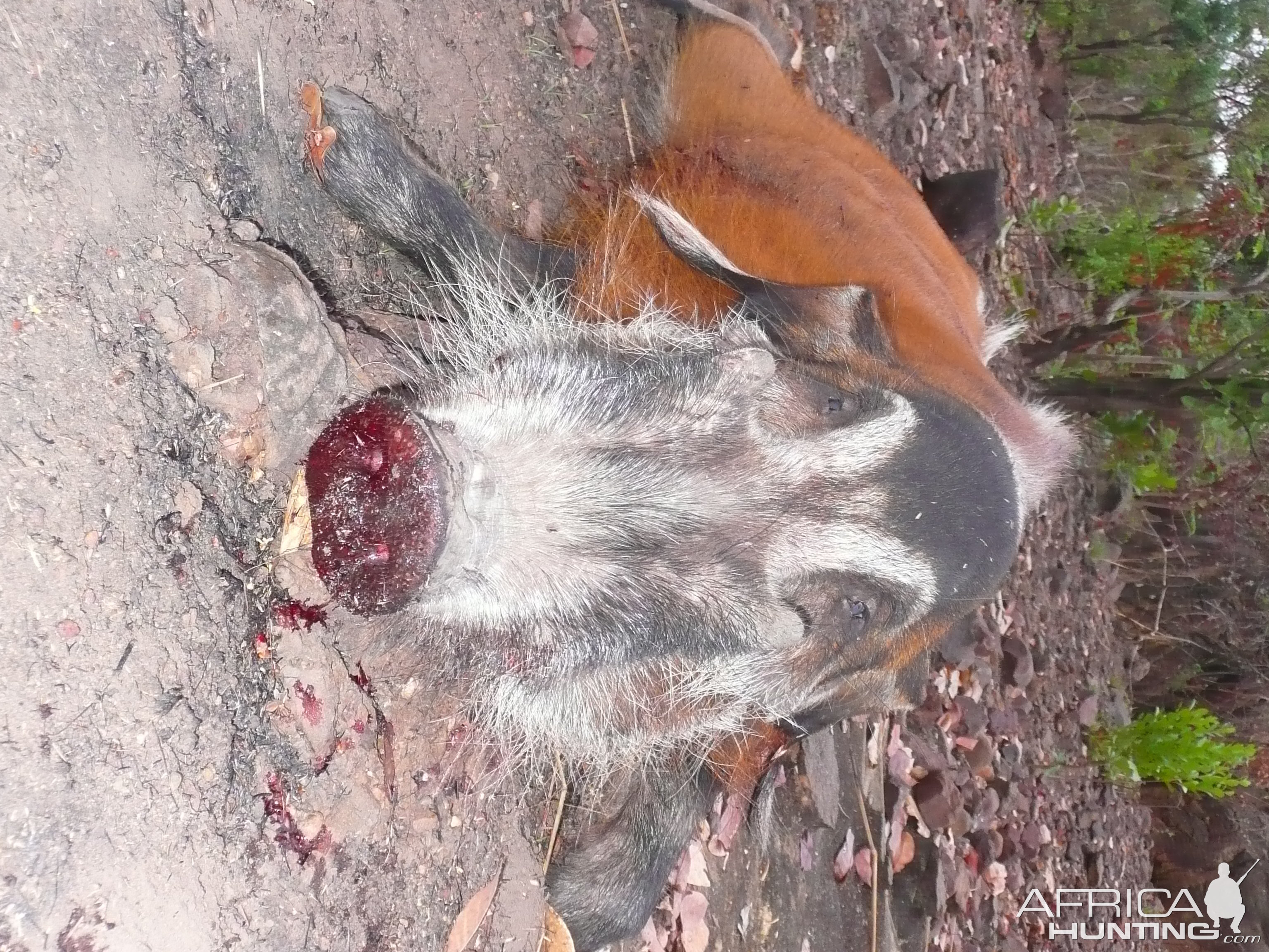 Red River Hog 66kg hunted in CAR