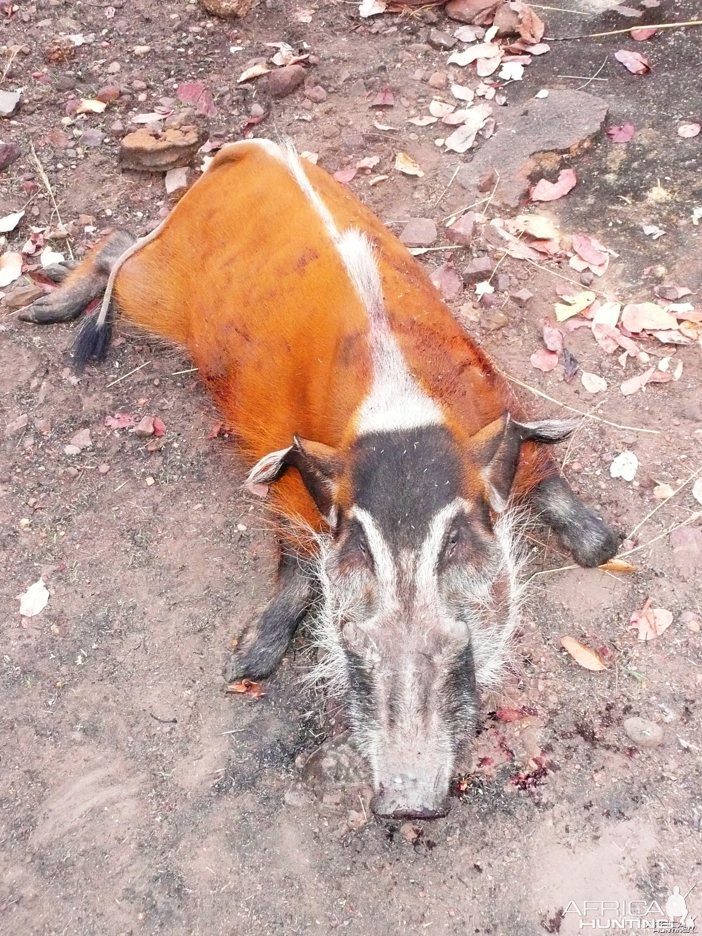 Red River Hog 66kg hunted in CAR