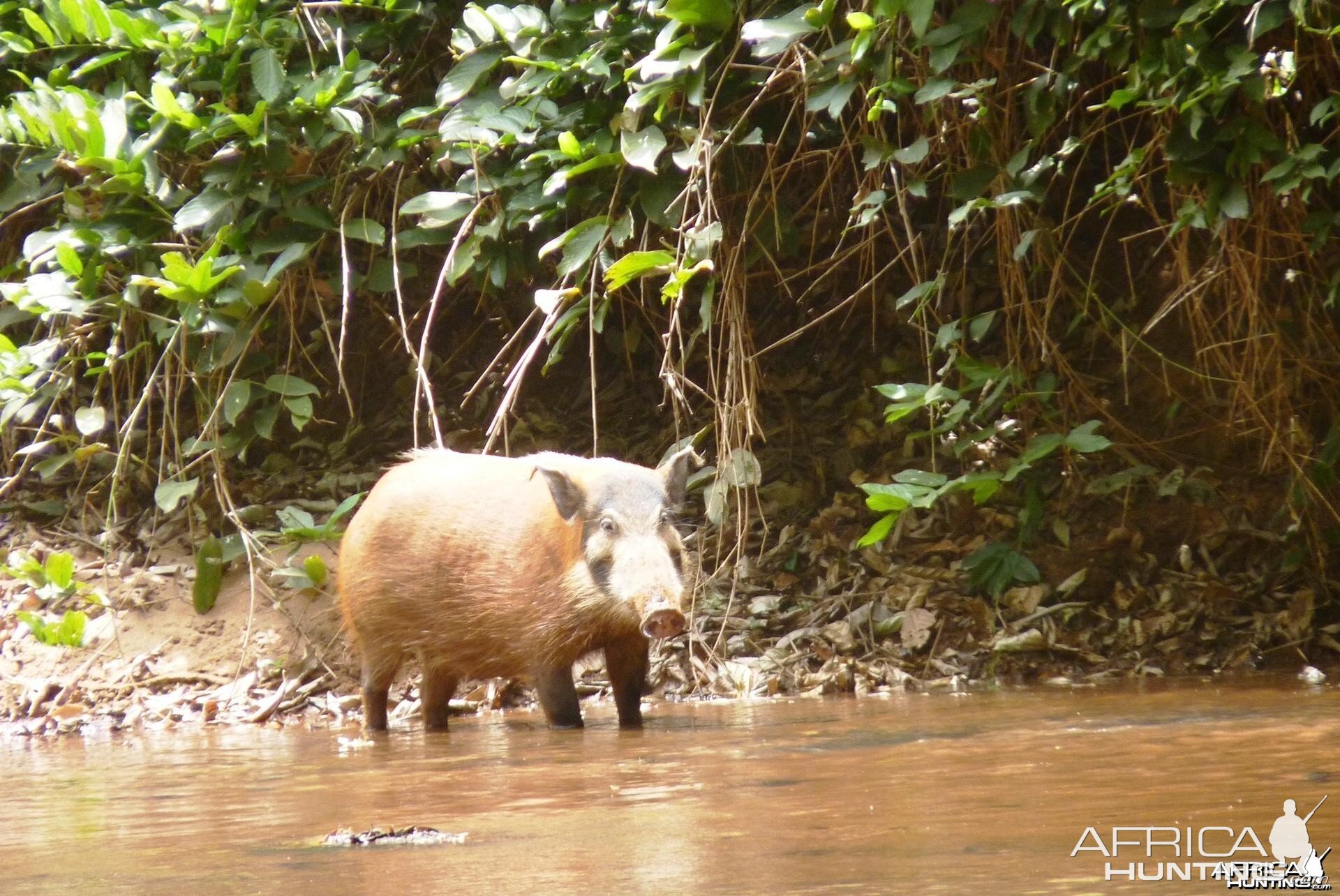 Red River Hog CAR