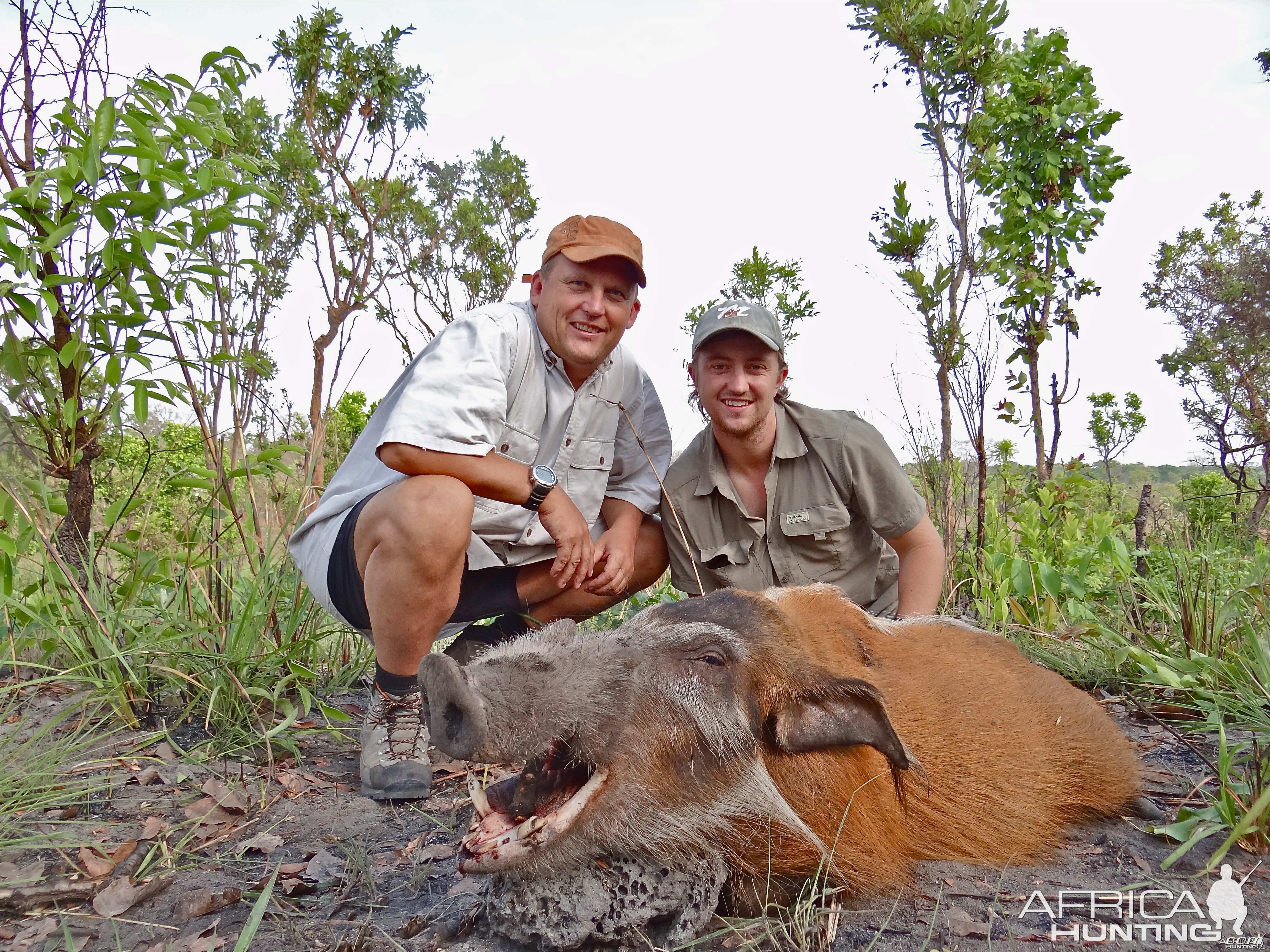 Red River Hog ~ Central African Republic