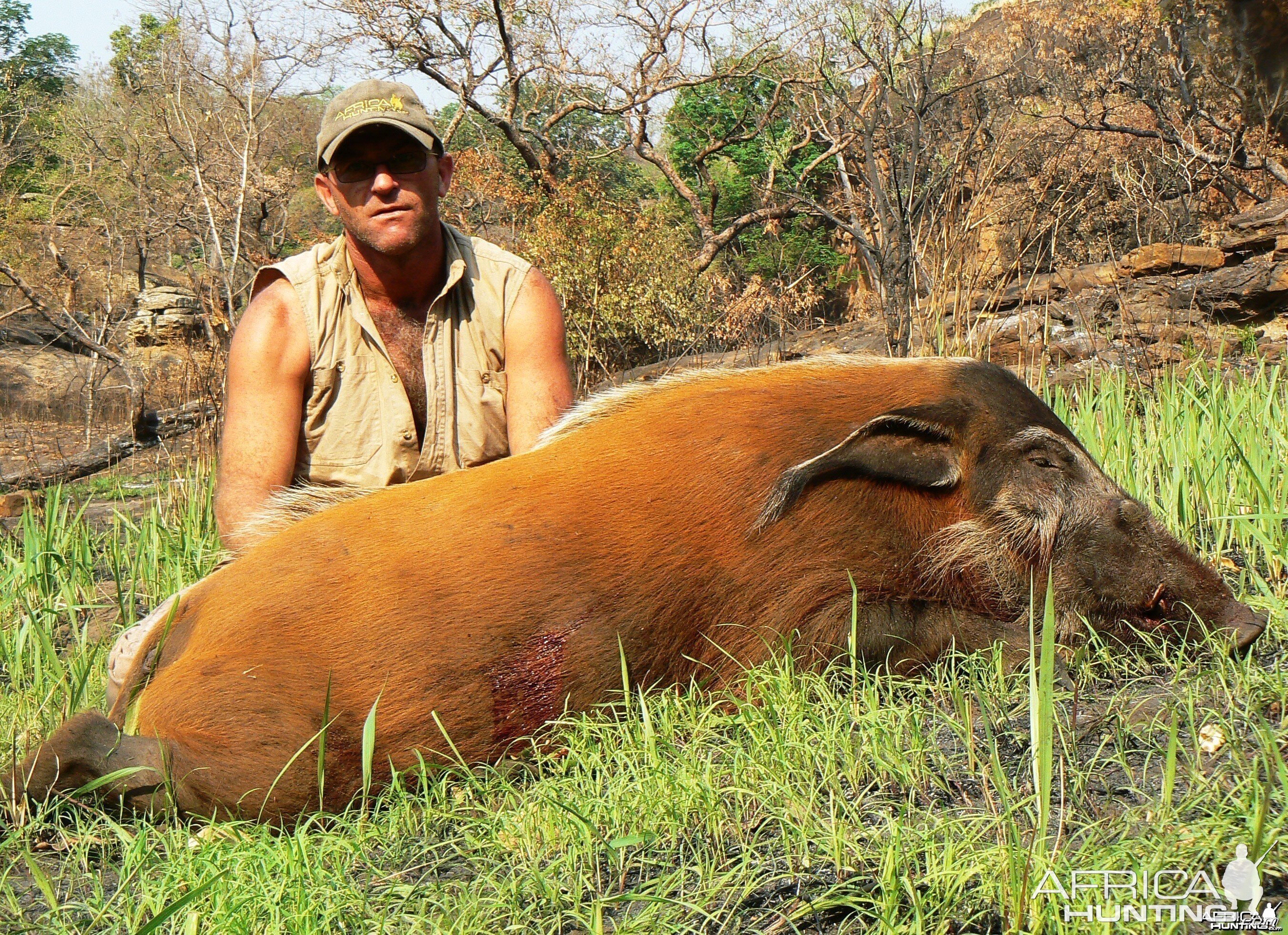 Red river hog from Central africa 102 kg