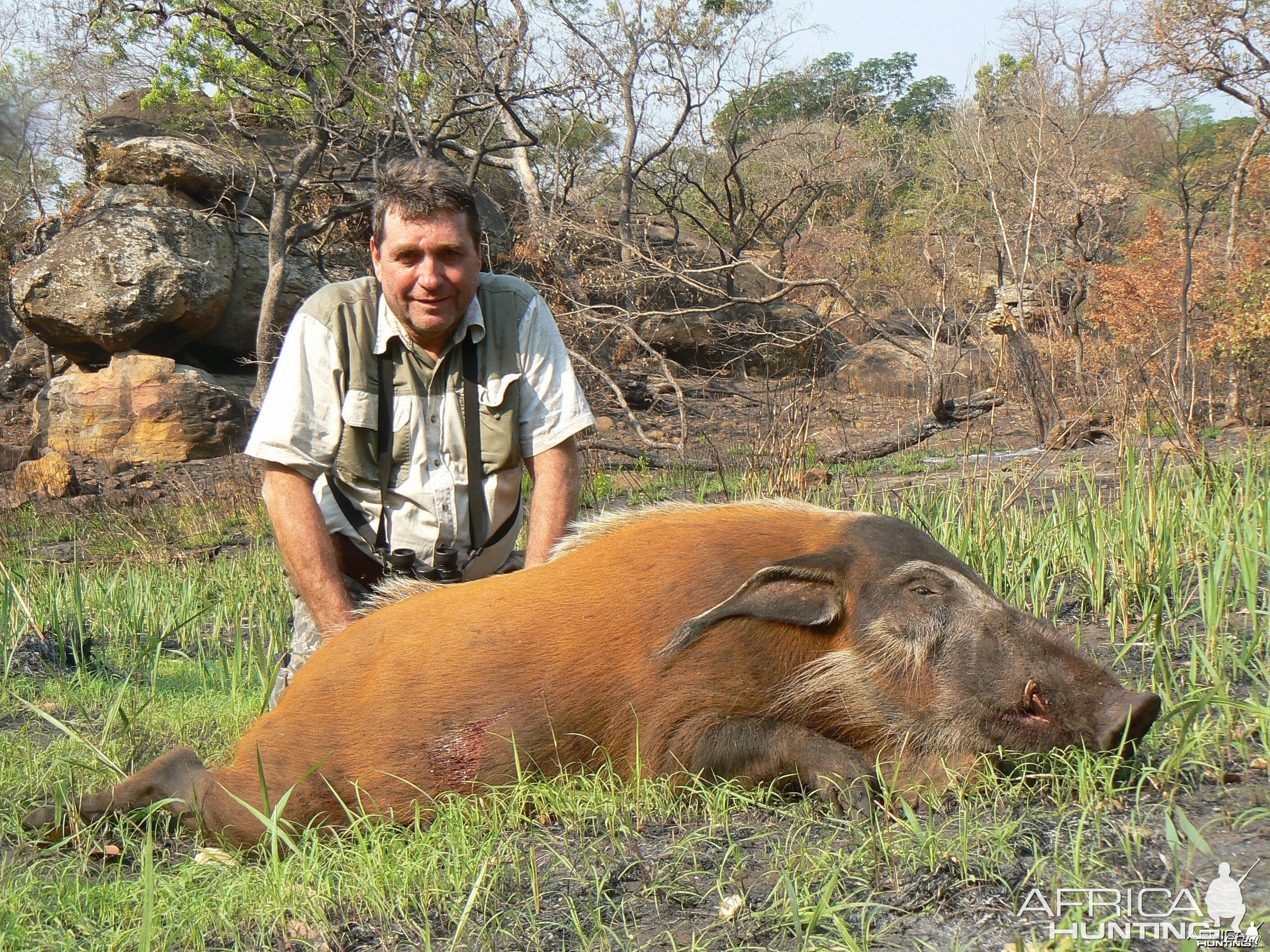 Red River Hog hunted in Central Africa with Club Faune