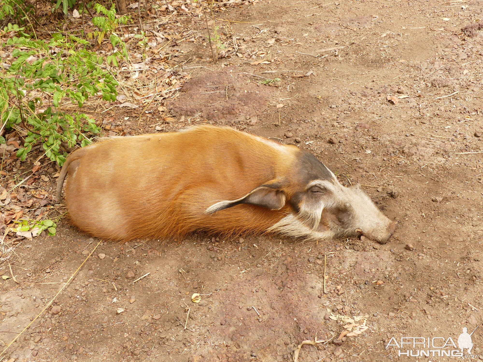 Red River Hog Hunting Central African Republic C.A.R.