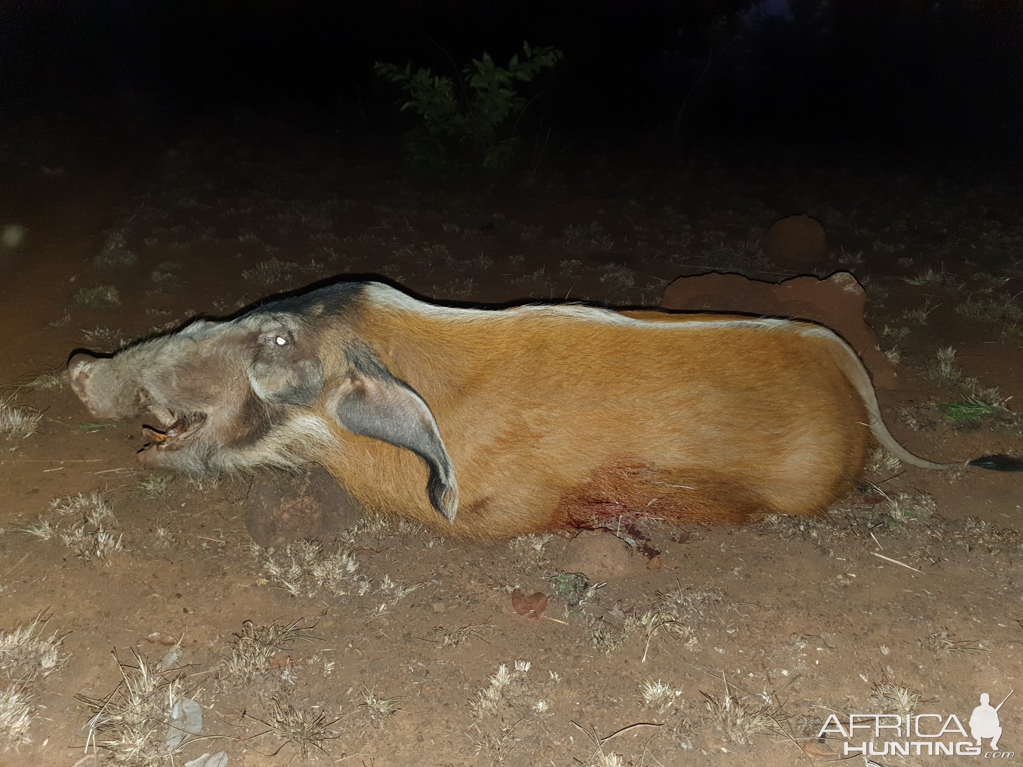 Red River Hog Hunting Central African Republic C.A.R.