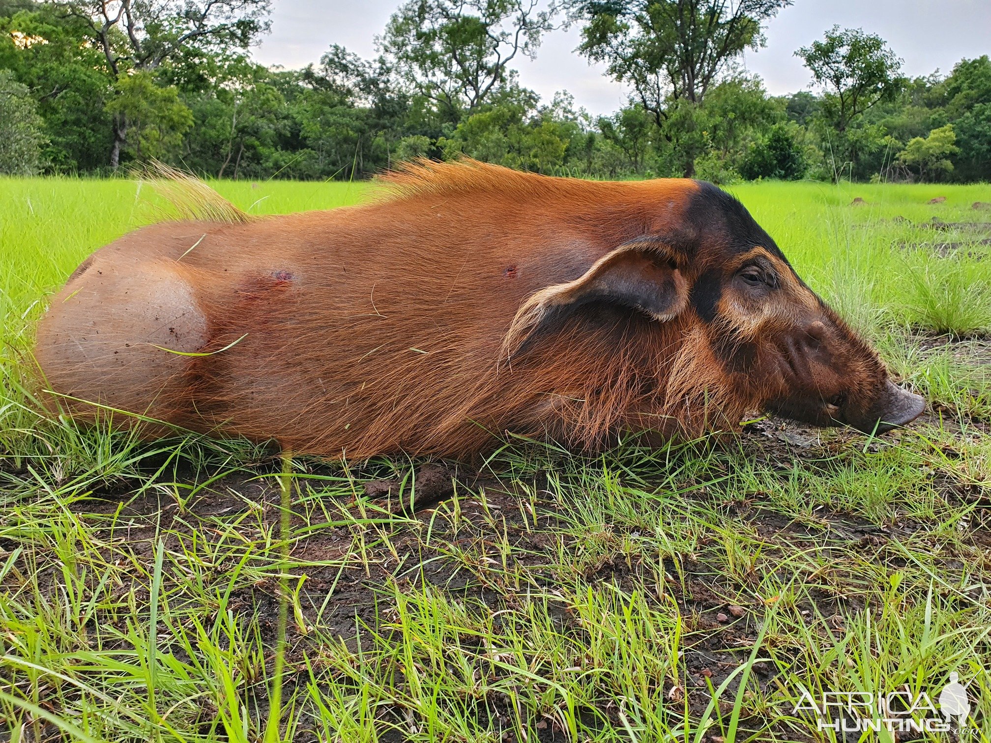 Red River Hog Hunting Central African Republic C.A.R.