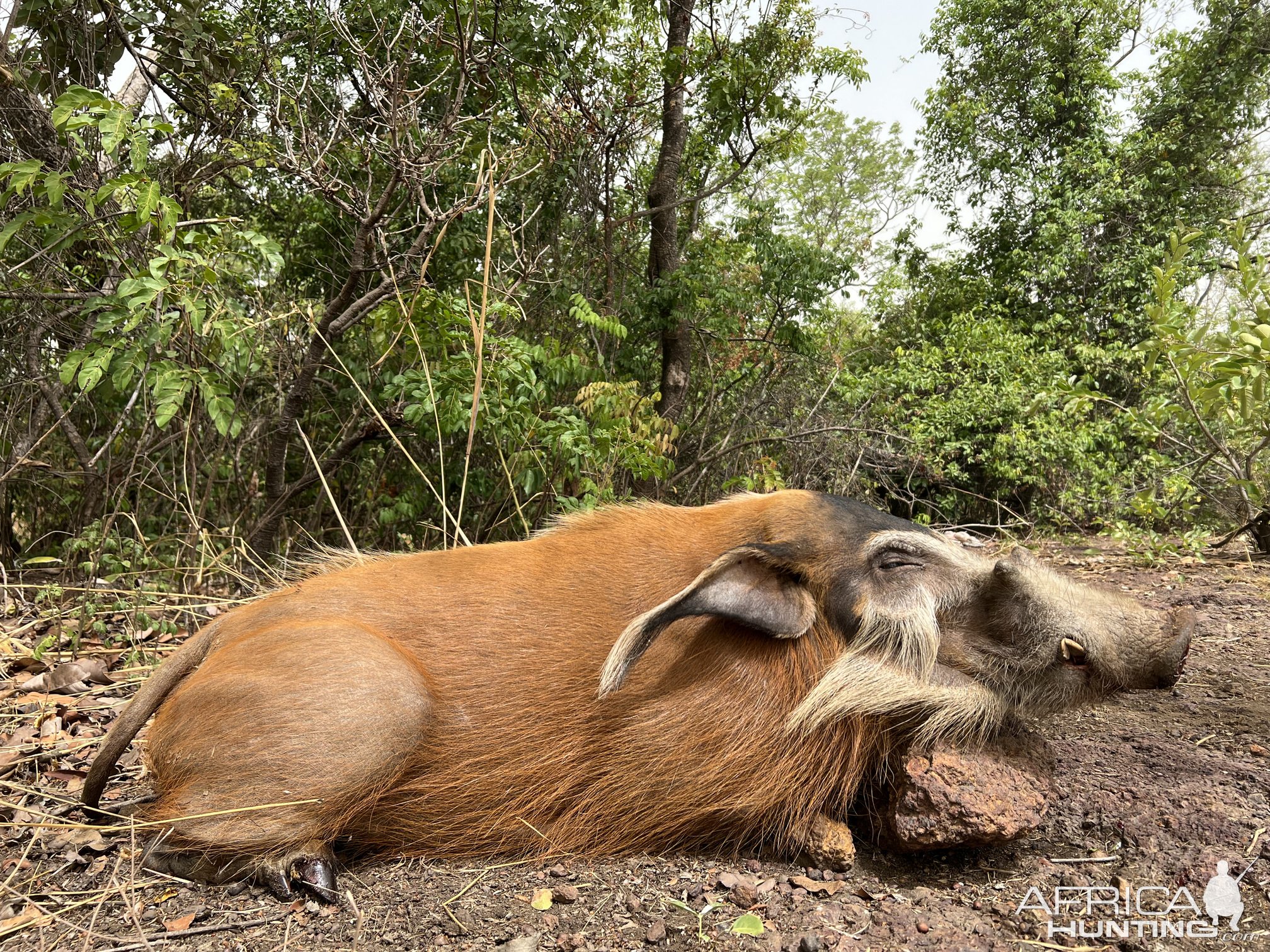 Red River Hog Hunting Central African Republic C.A.R.