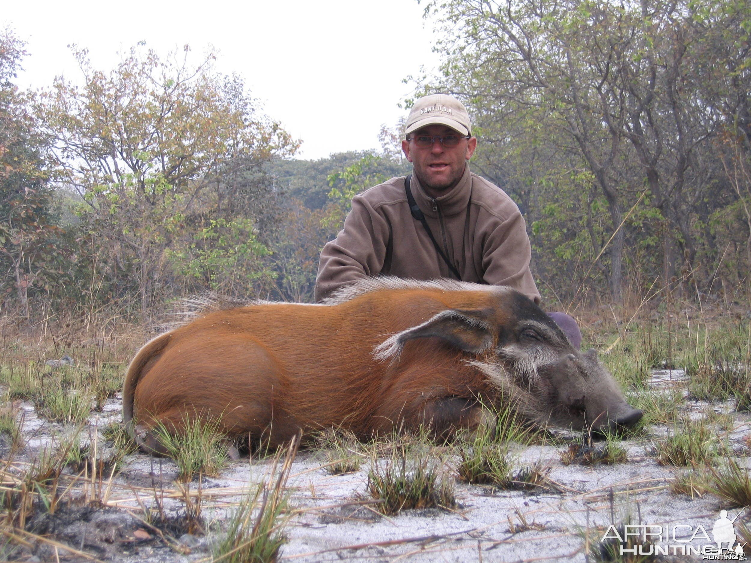 Red river hog hunting in CAR