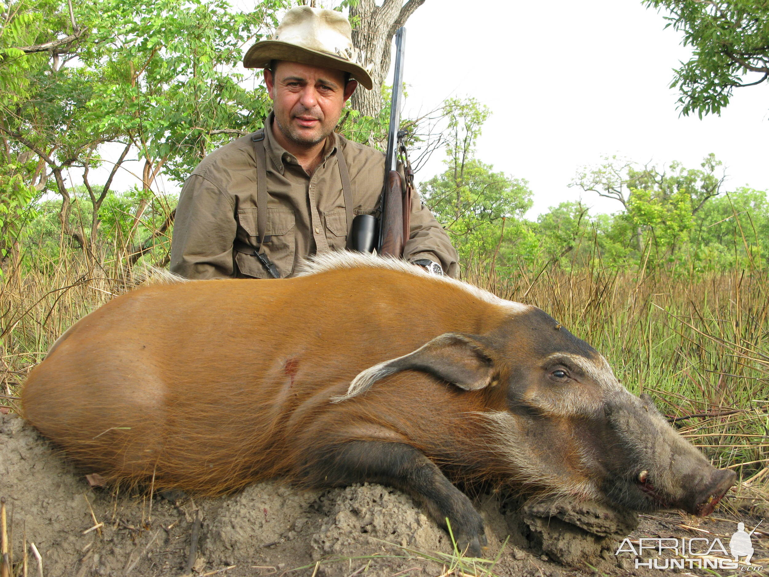 Red river hog hunting in CAR