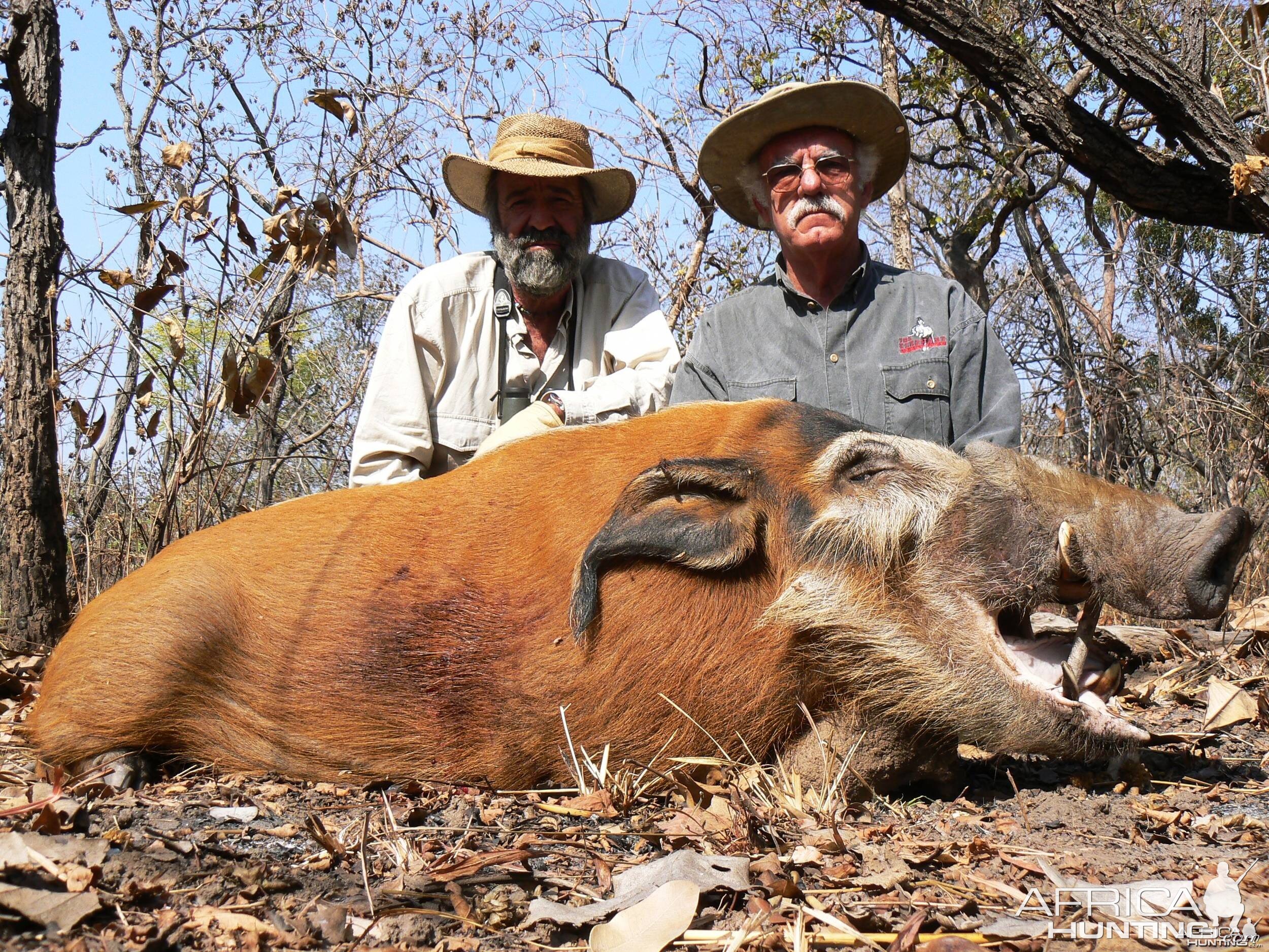 Red river hog hunting in CAR