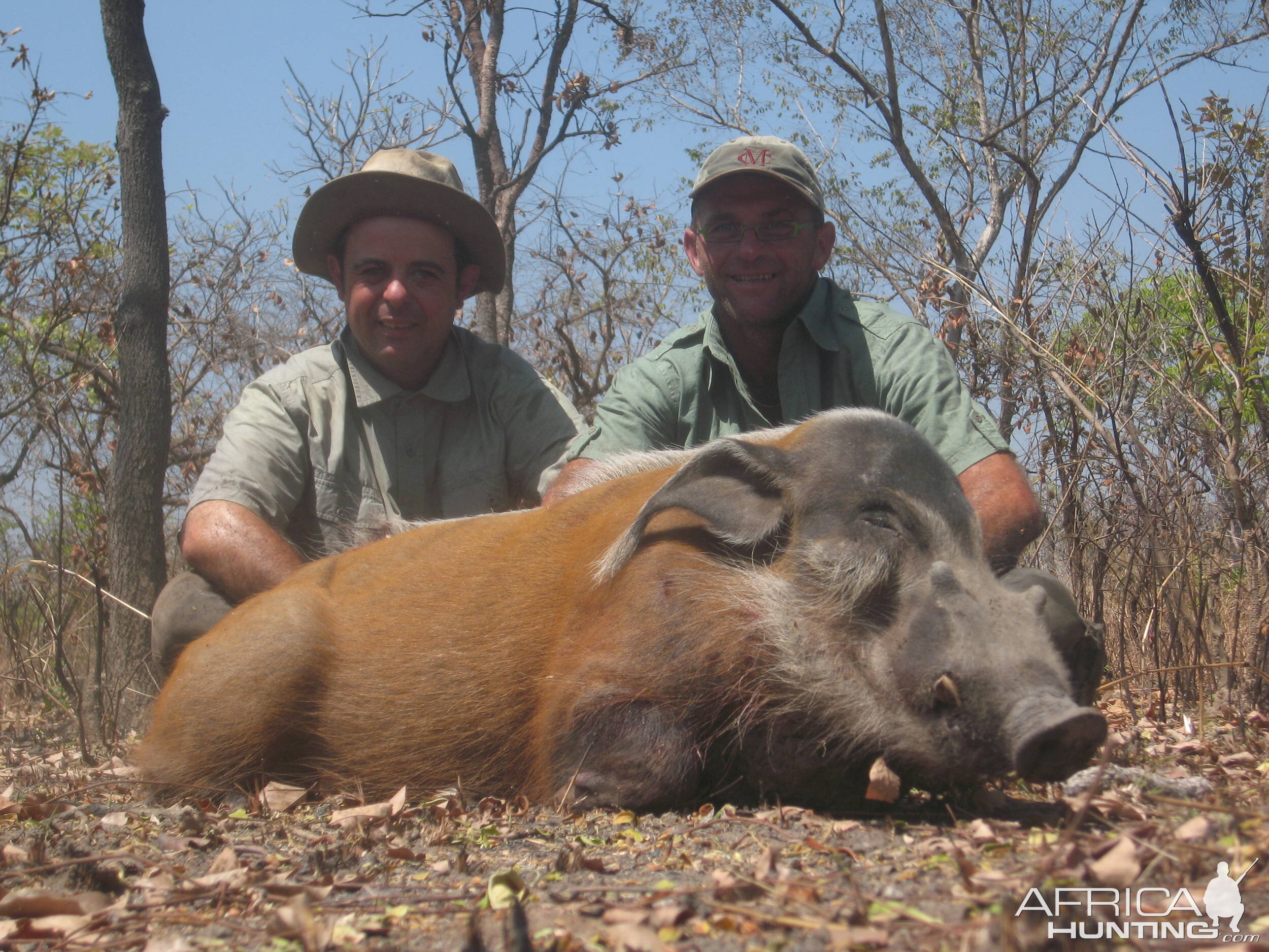 Red river hog hunting in CAR