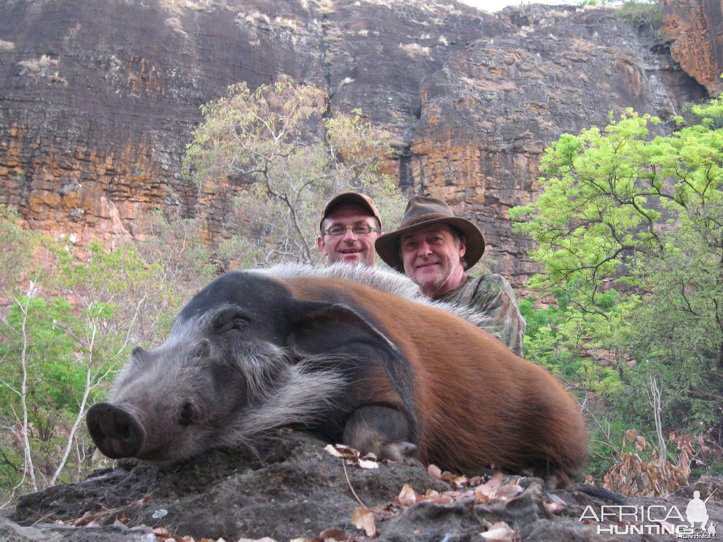 Red river hog hunting in CAR