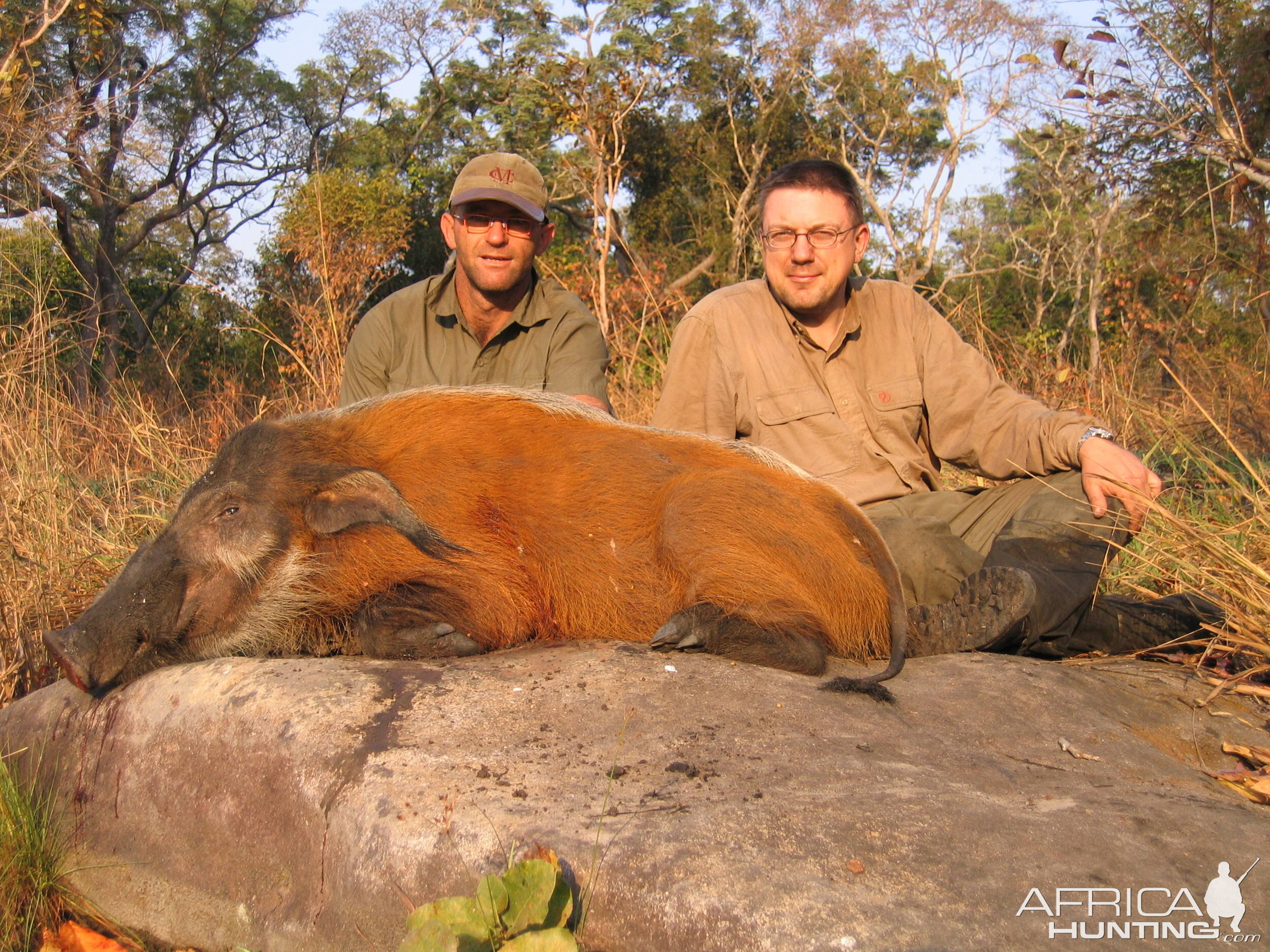 Red river hog hunting in CAR