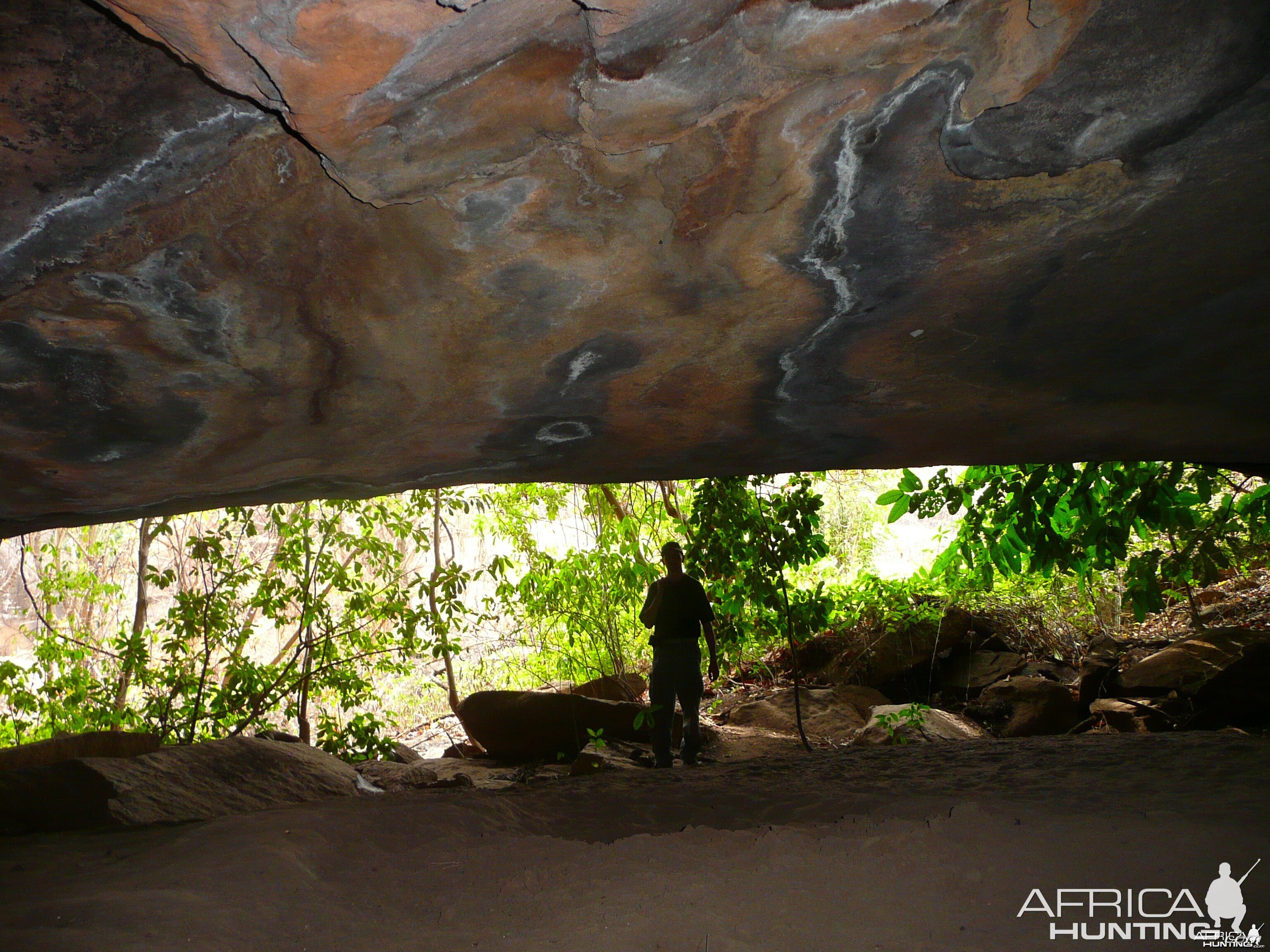 Red river hog, leopard,hyena cave in CAR!!!