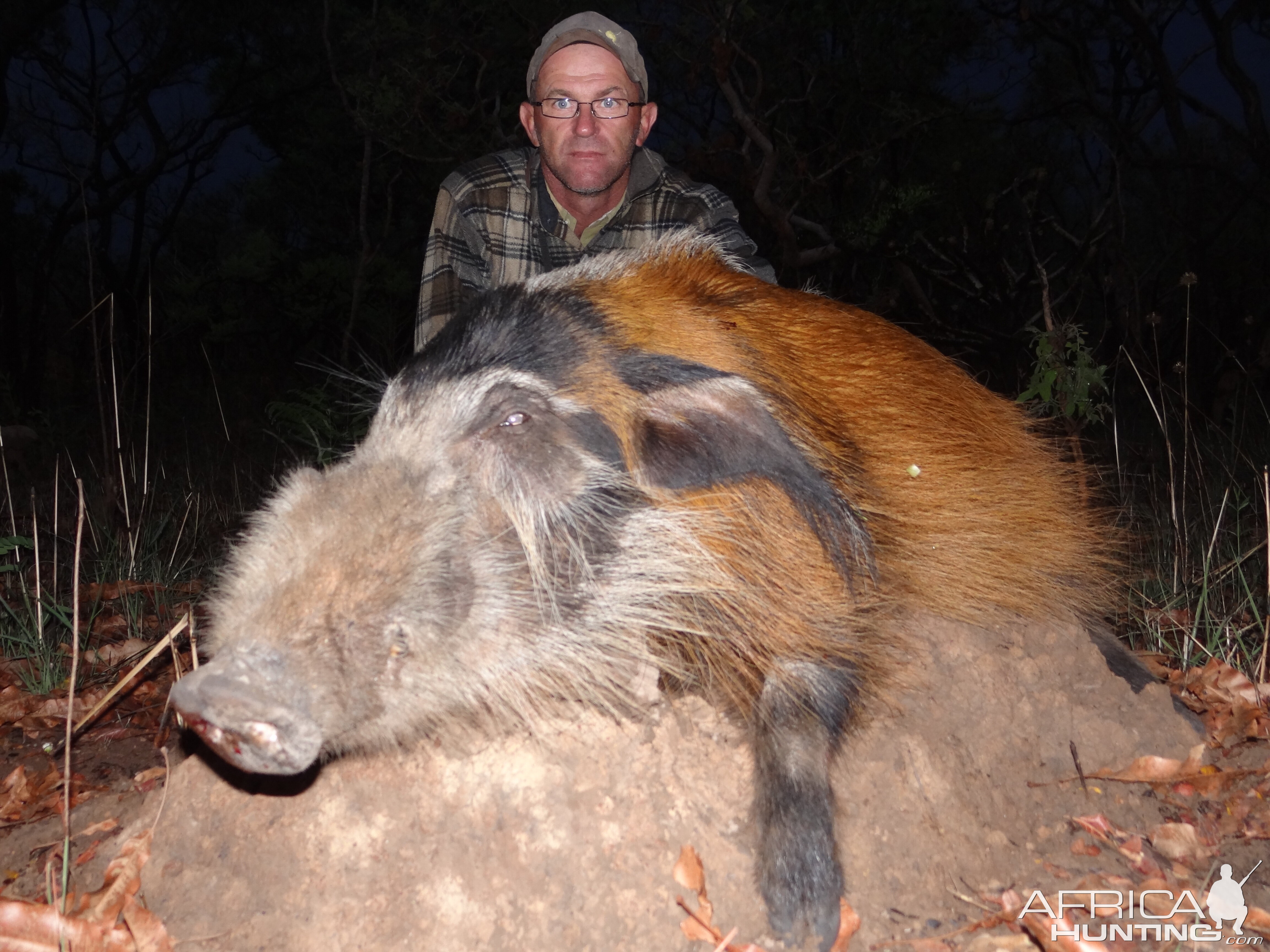 Red river hog