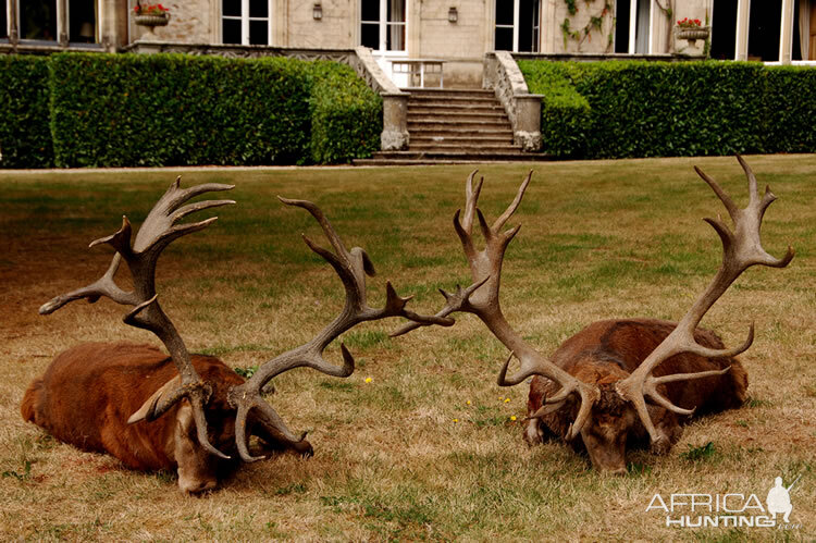 Red Sag Hunt in France