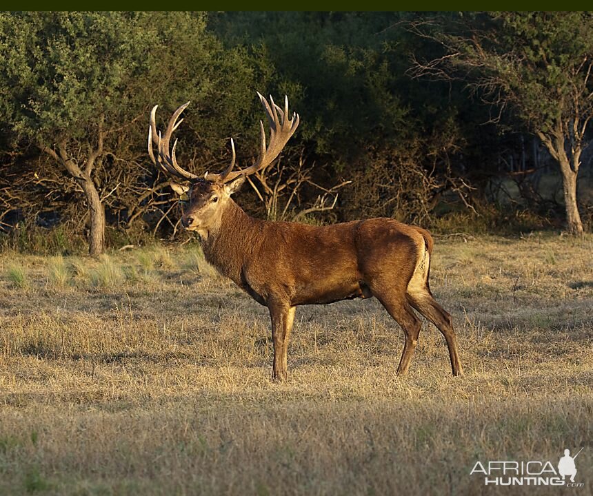 Red Stag Argentina