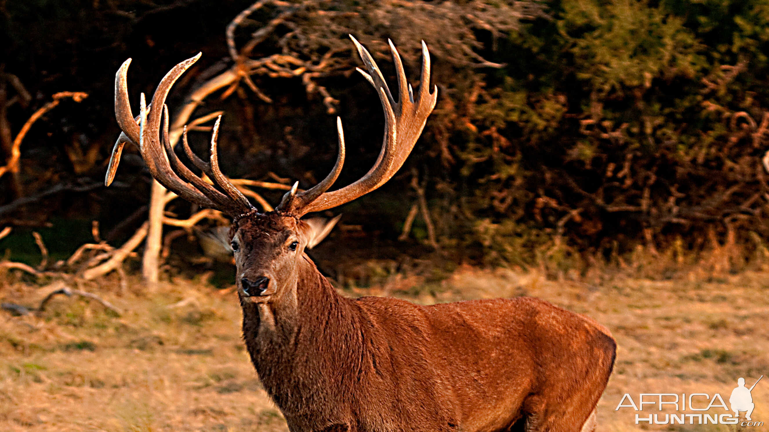 Red Stag Argentina