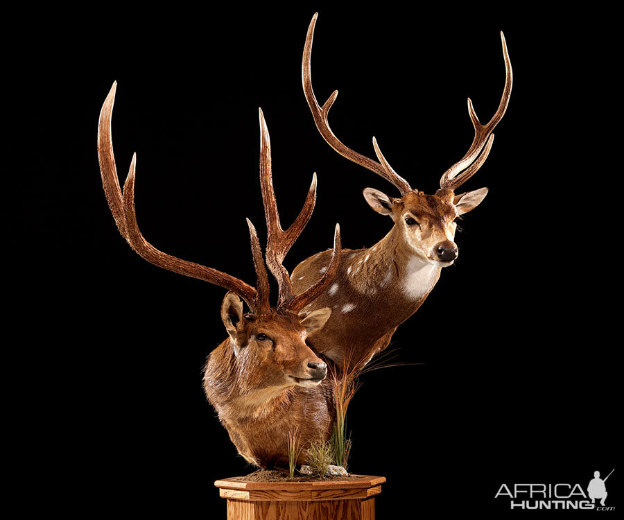 Red Stag & Axis Deer Double Pedestal Mount Taxidermy