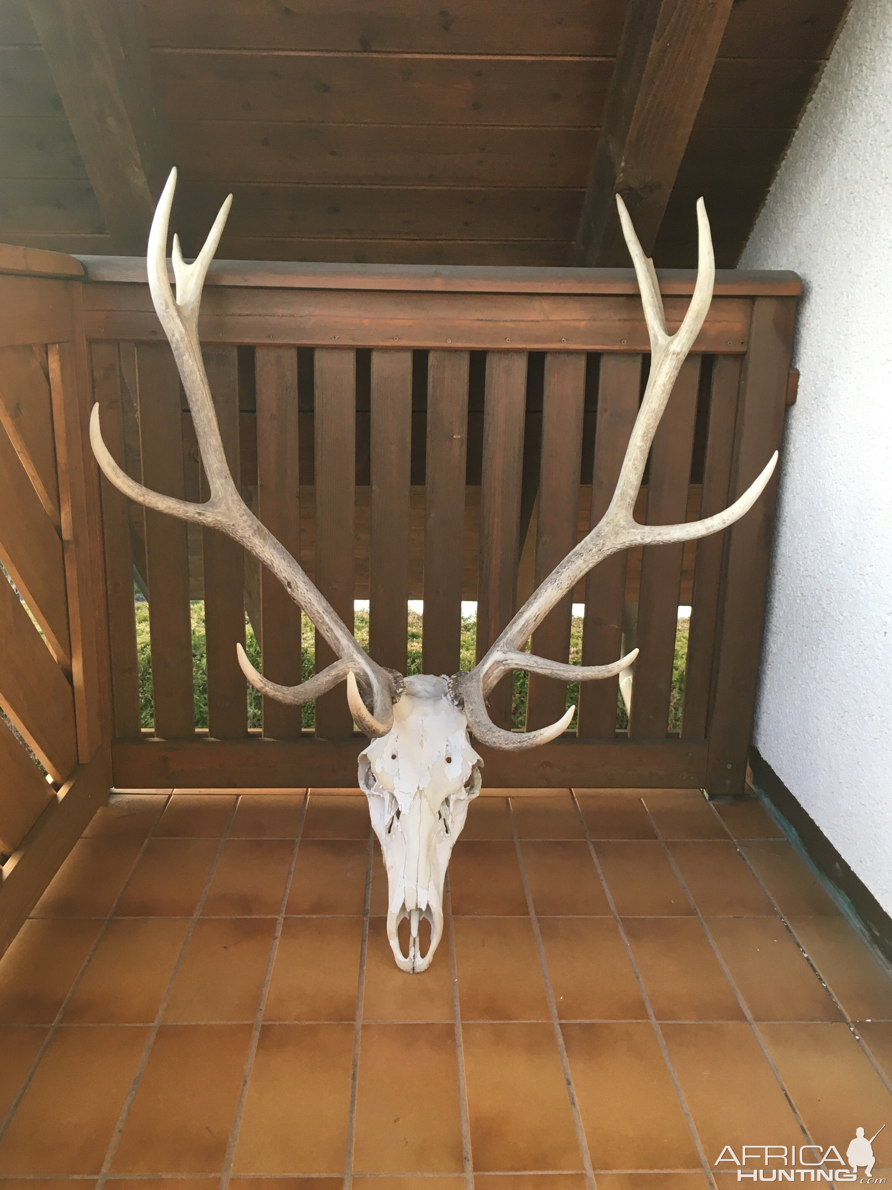 Red Stag European Skull Mount