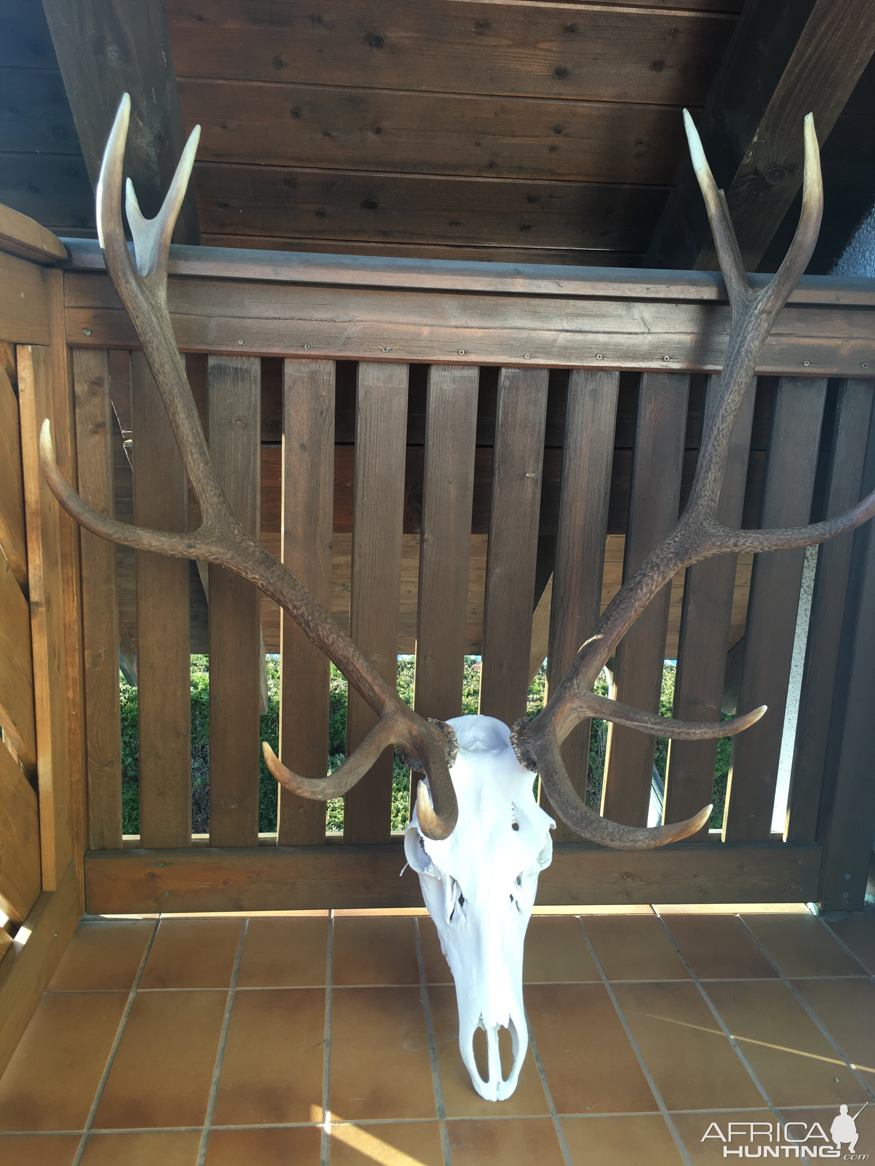 Red Stag European Skull Mount