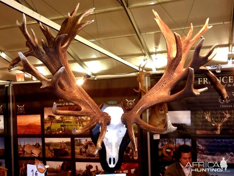 Red Stag European Skull Mount