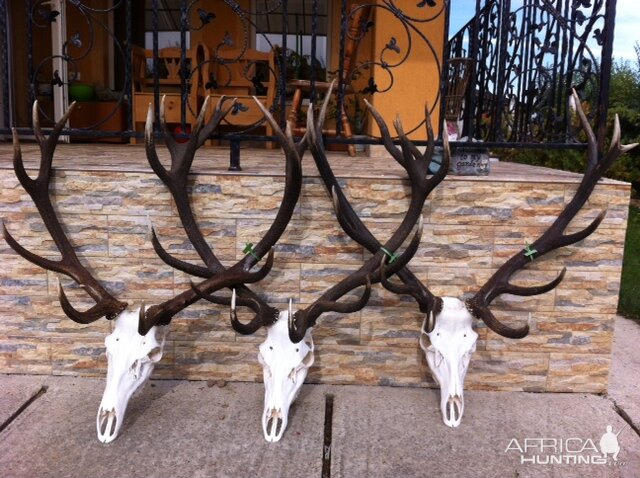 Red Stag European Skull Mounts