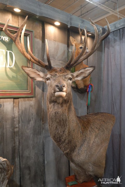 Red stag from Denmark