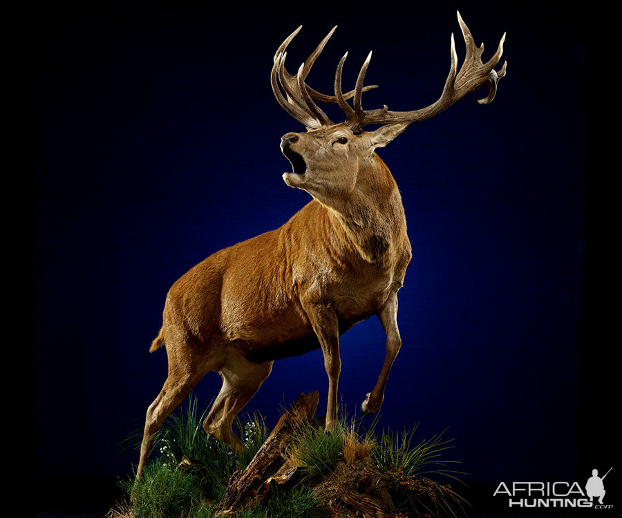 Red Stag Full Mount Taxidermy