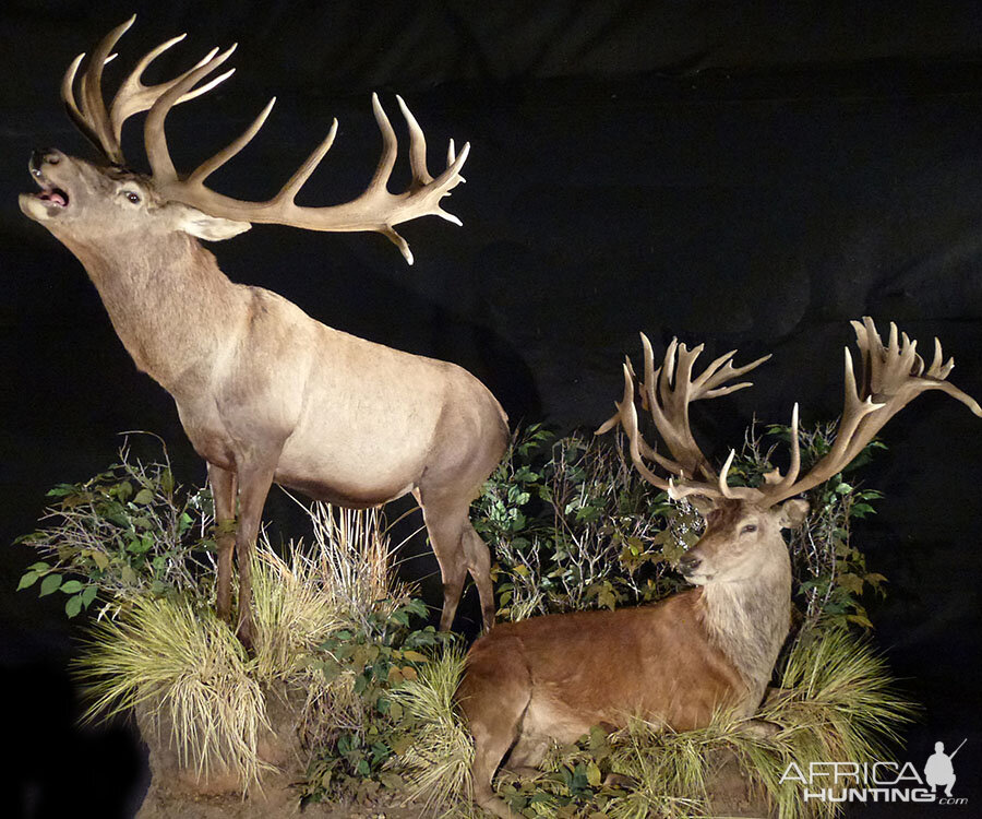 Red Stag Full Mount Taxidermy