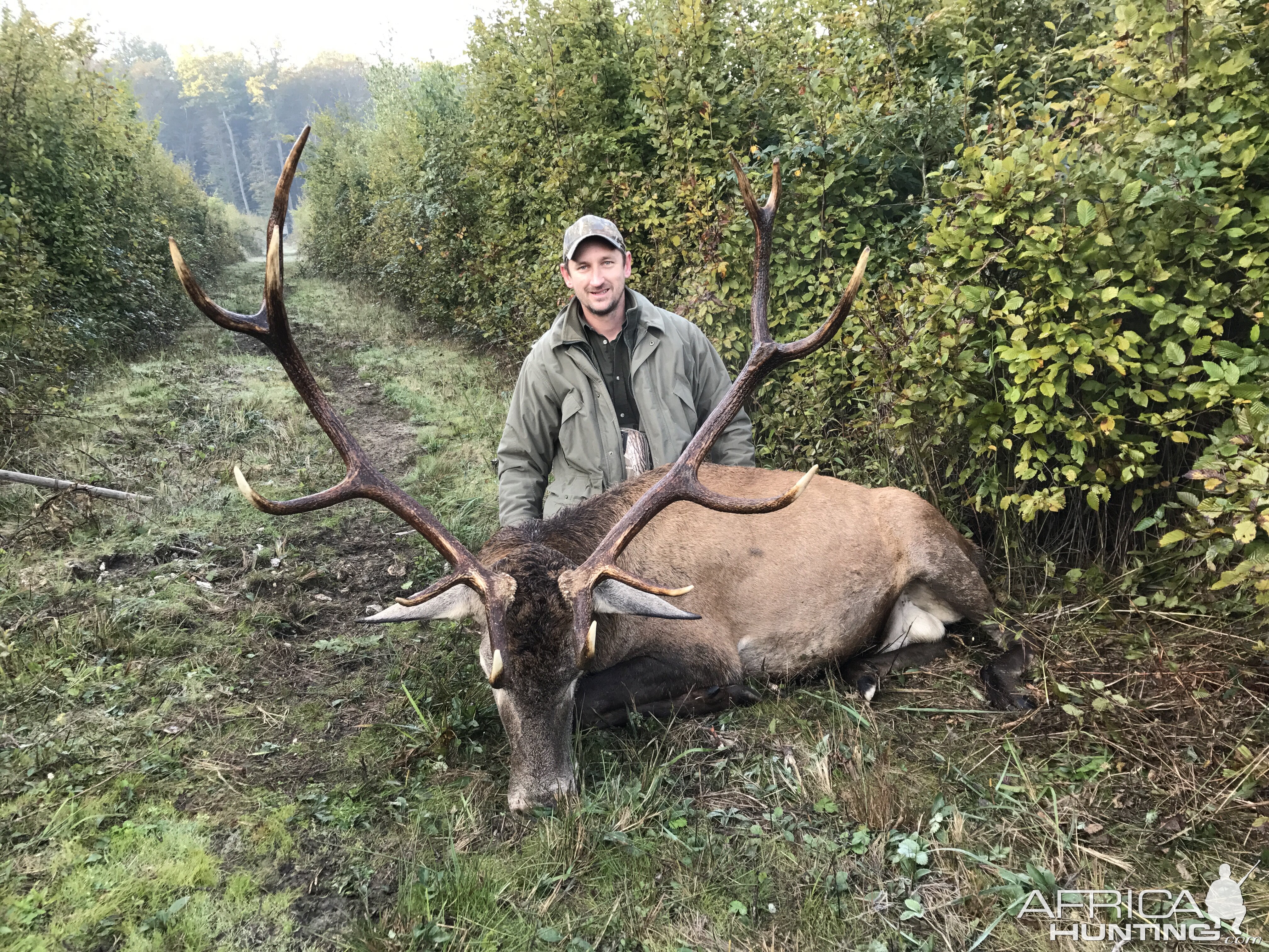 Red Stag - Hungary