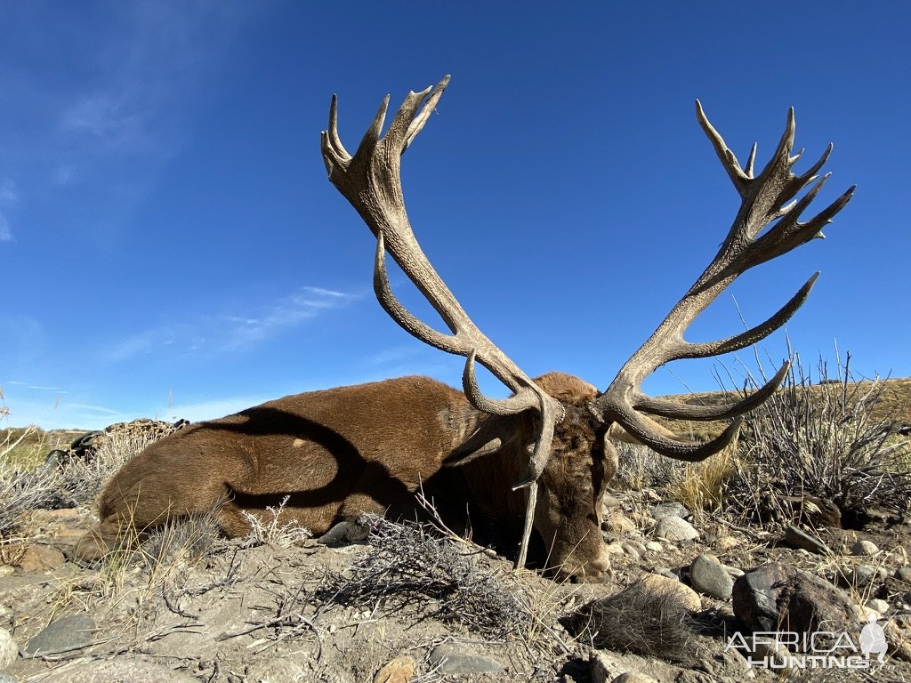 Red Stag Hunt Argentina