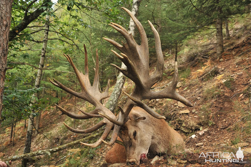 Red Stag Hunt France