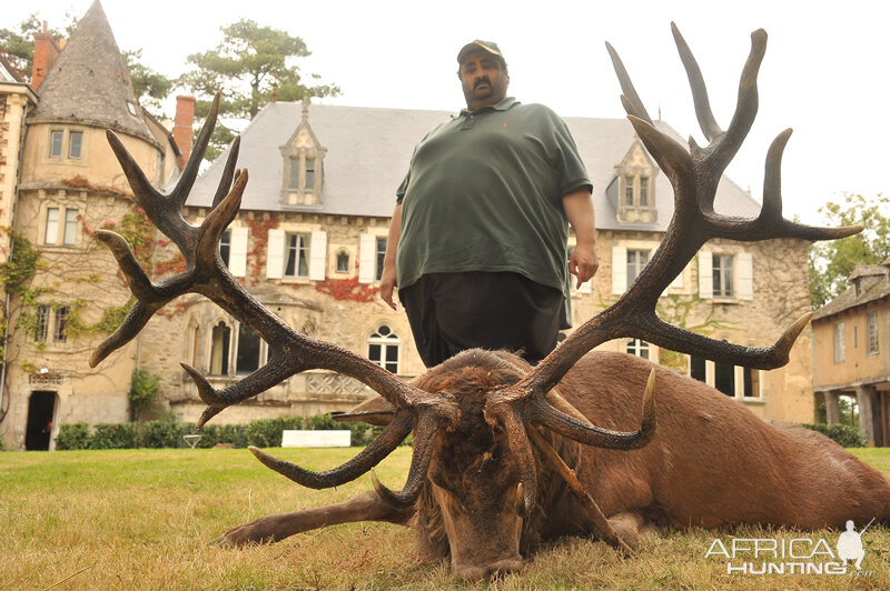 Red Stag Hunt in France