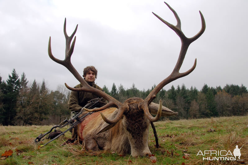 Red Stag Hunt in France