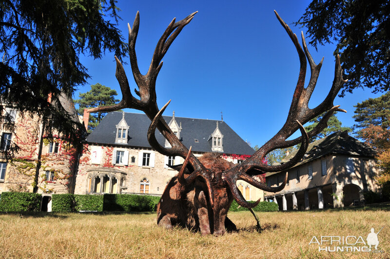 Red Stag Hunt in France