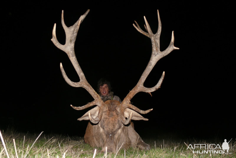 Red Stag Hunt in France