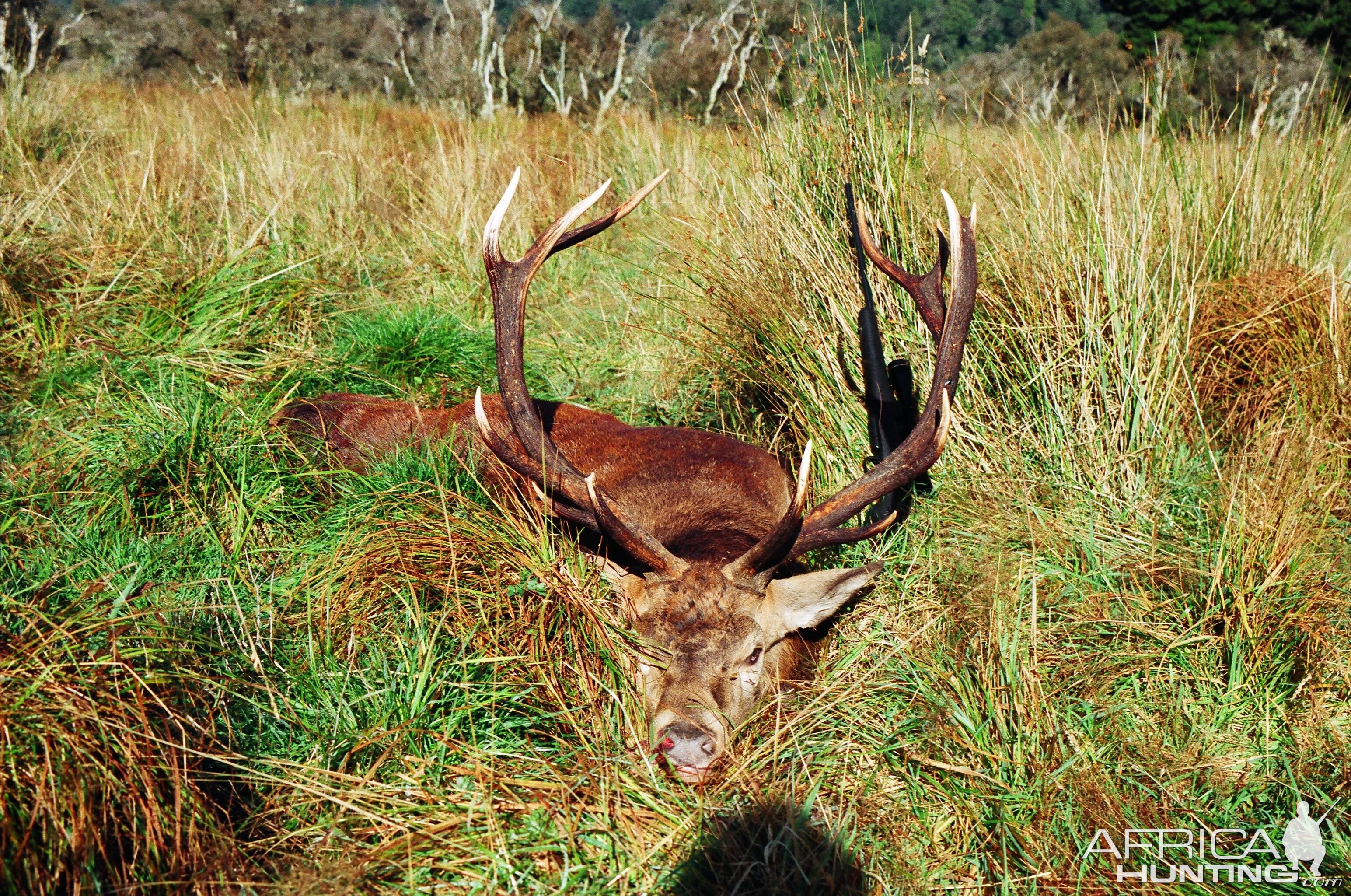 Red Stag Hunt in New Zealand