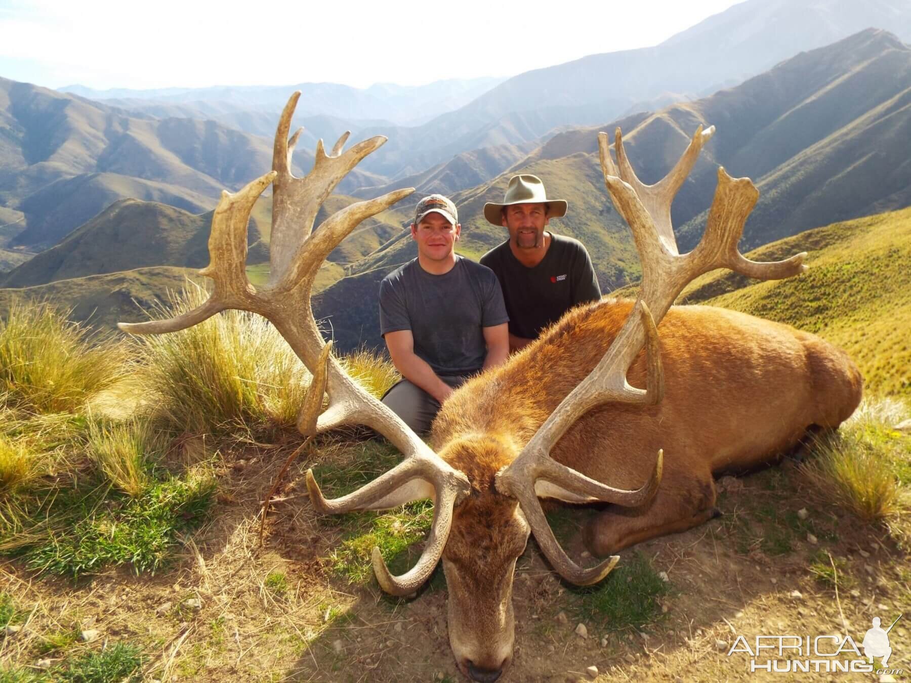 Red Stag Hunt New Zealand