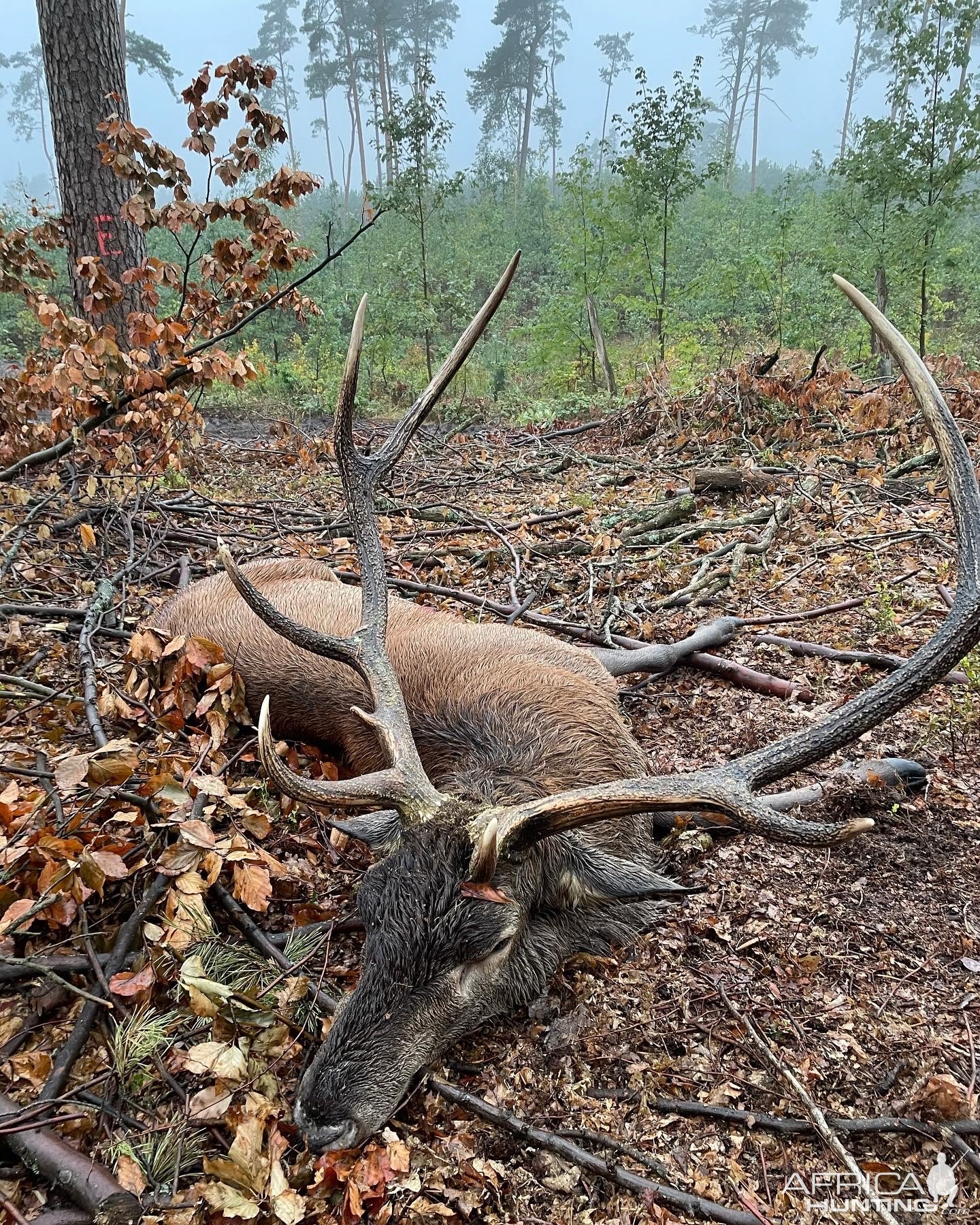 Red Stag Hunt Poland