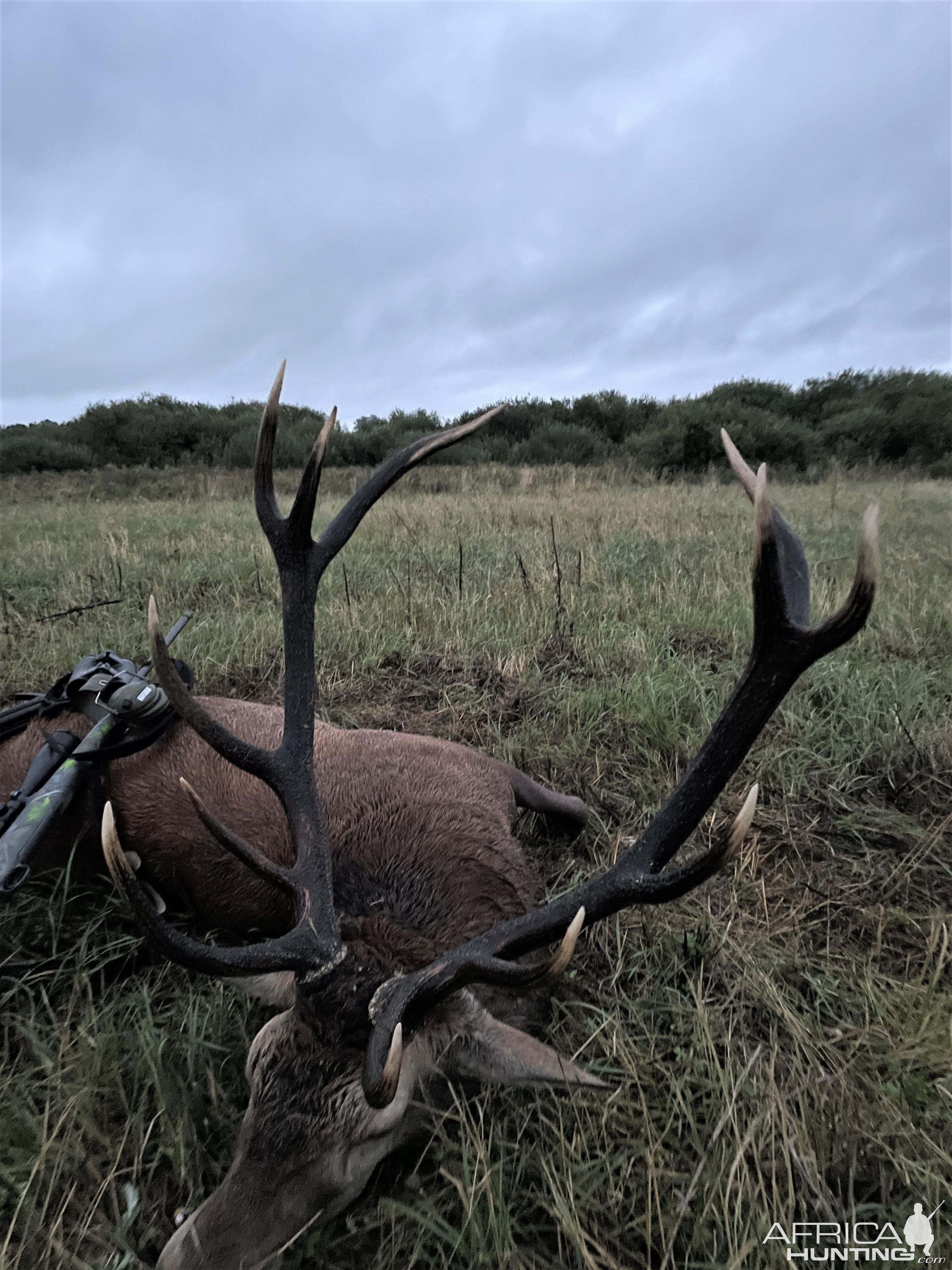 Red Stag Hunt Poland