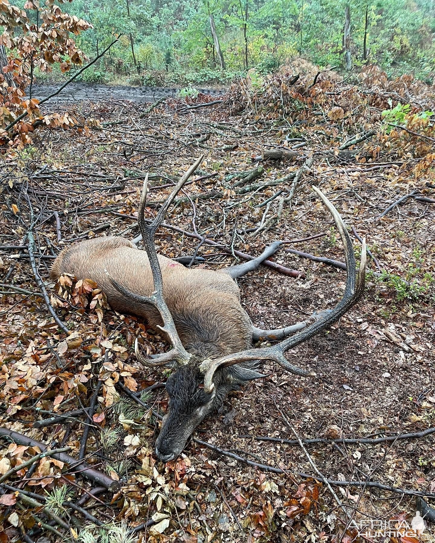 Red Stag Hunt Poland