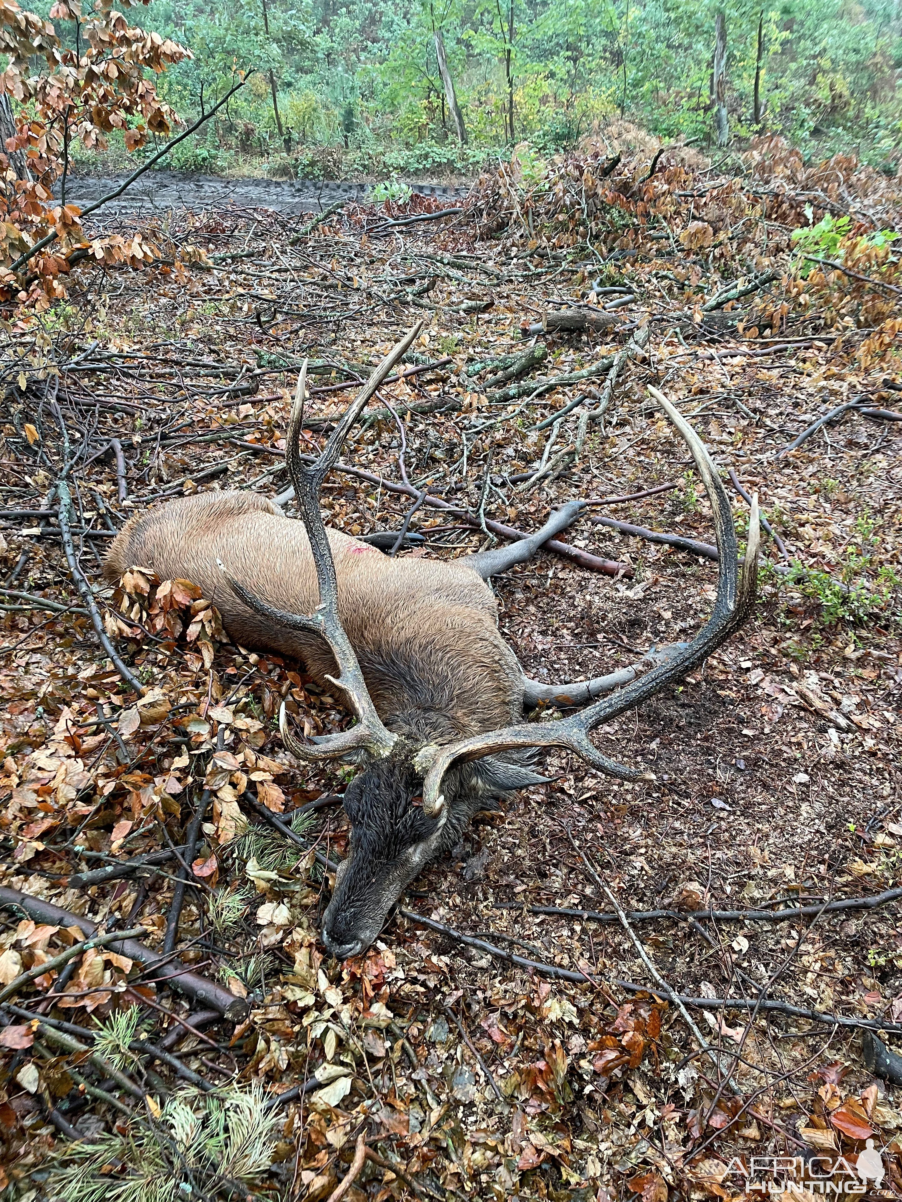 Red Stag Hunt Poland