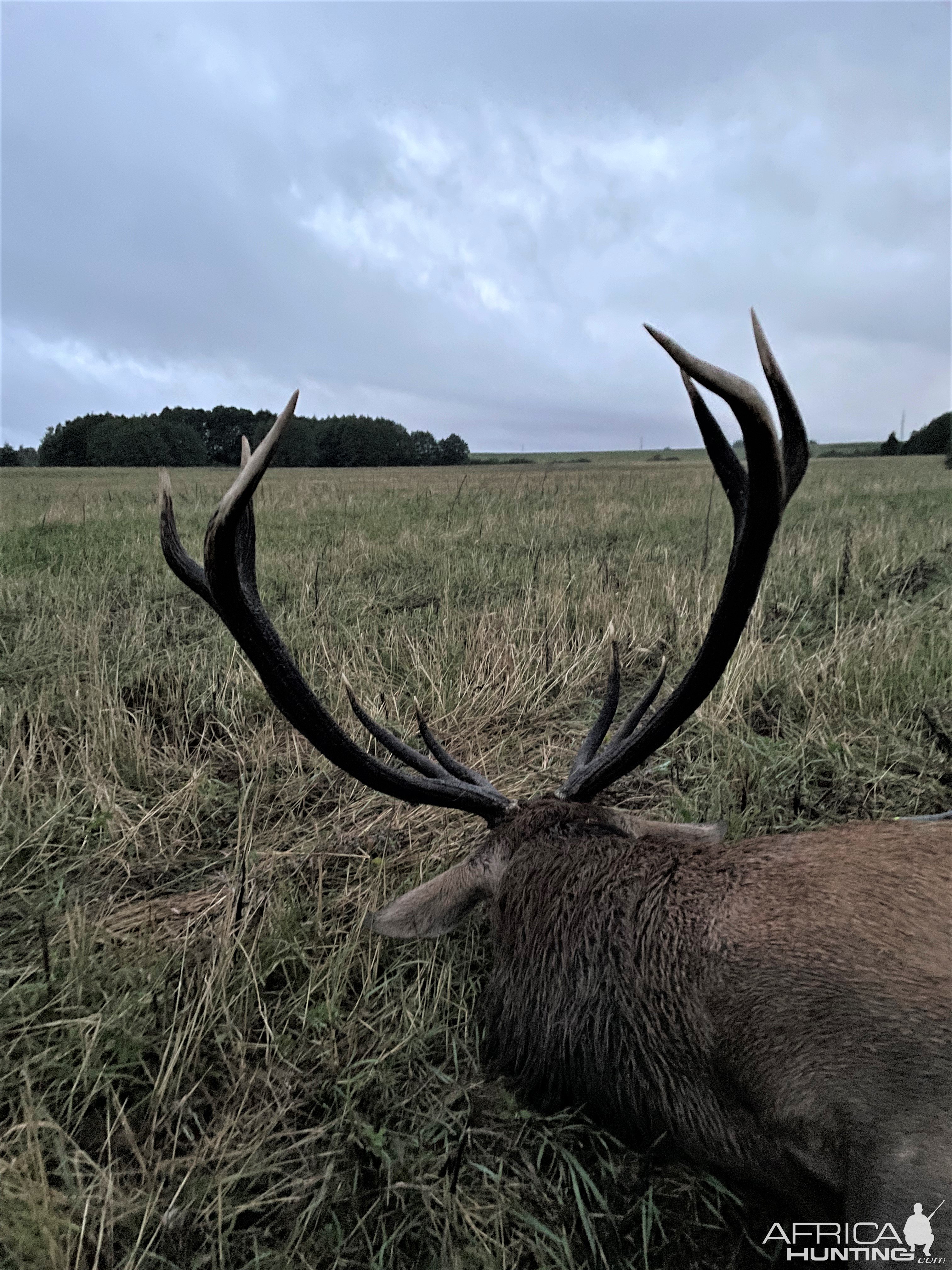 Red Stag Hunt Poland