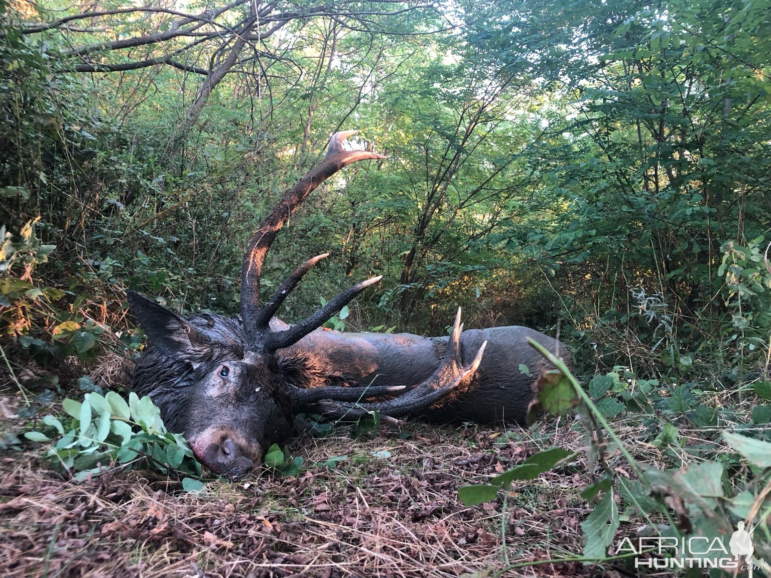 Red Stag Hunt Romania