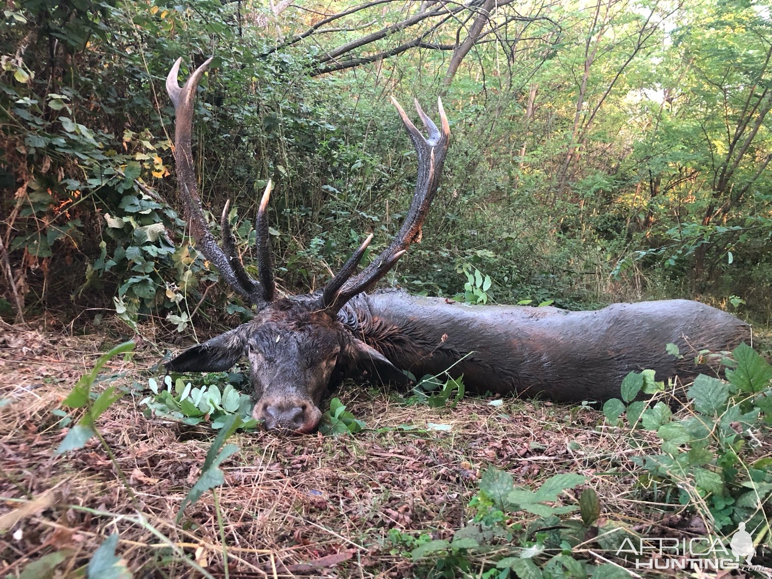 Red Stag Hunt Romania