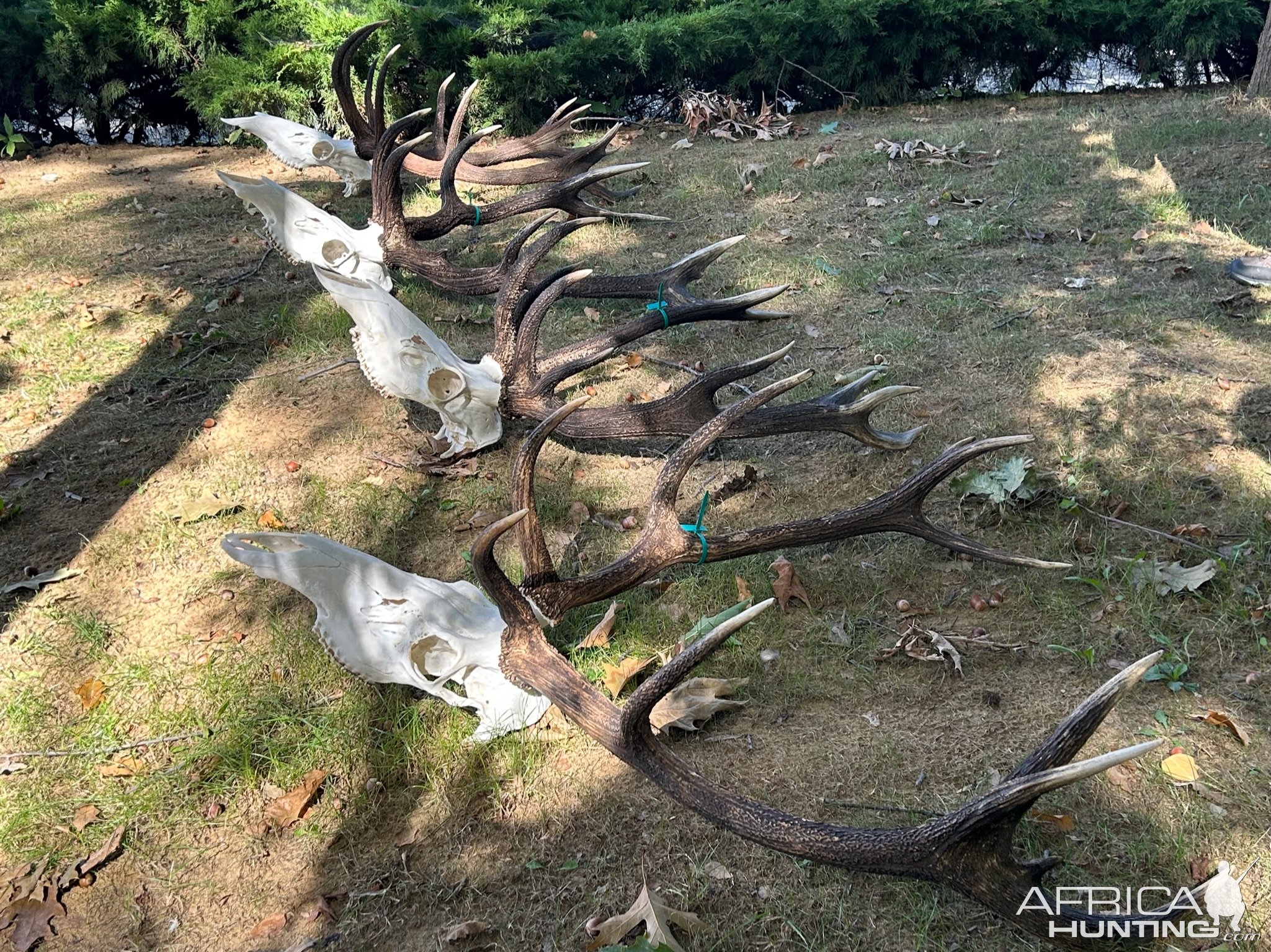 Red Stag Hunt Romania