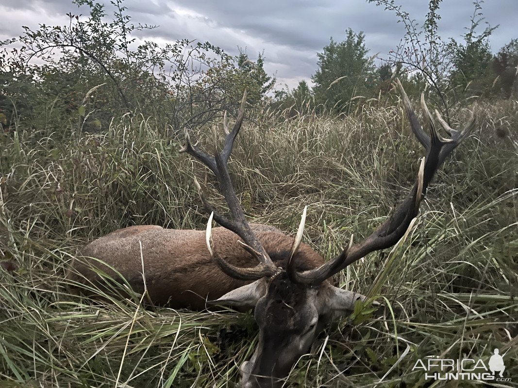 Red Stag Hunt Romania