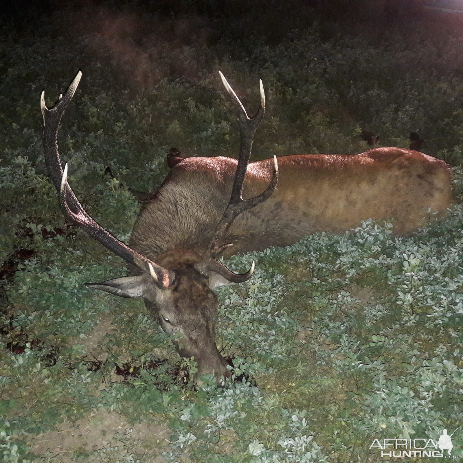 Red Stag Hunt Romania