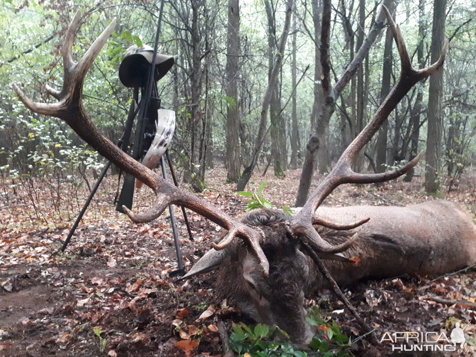 Red Stag Hunt Romania